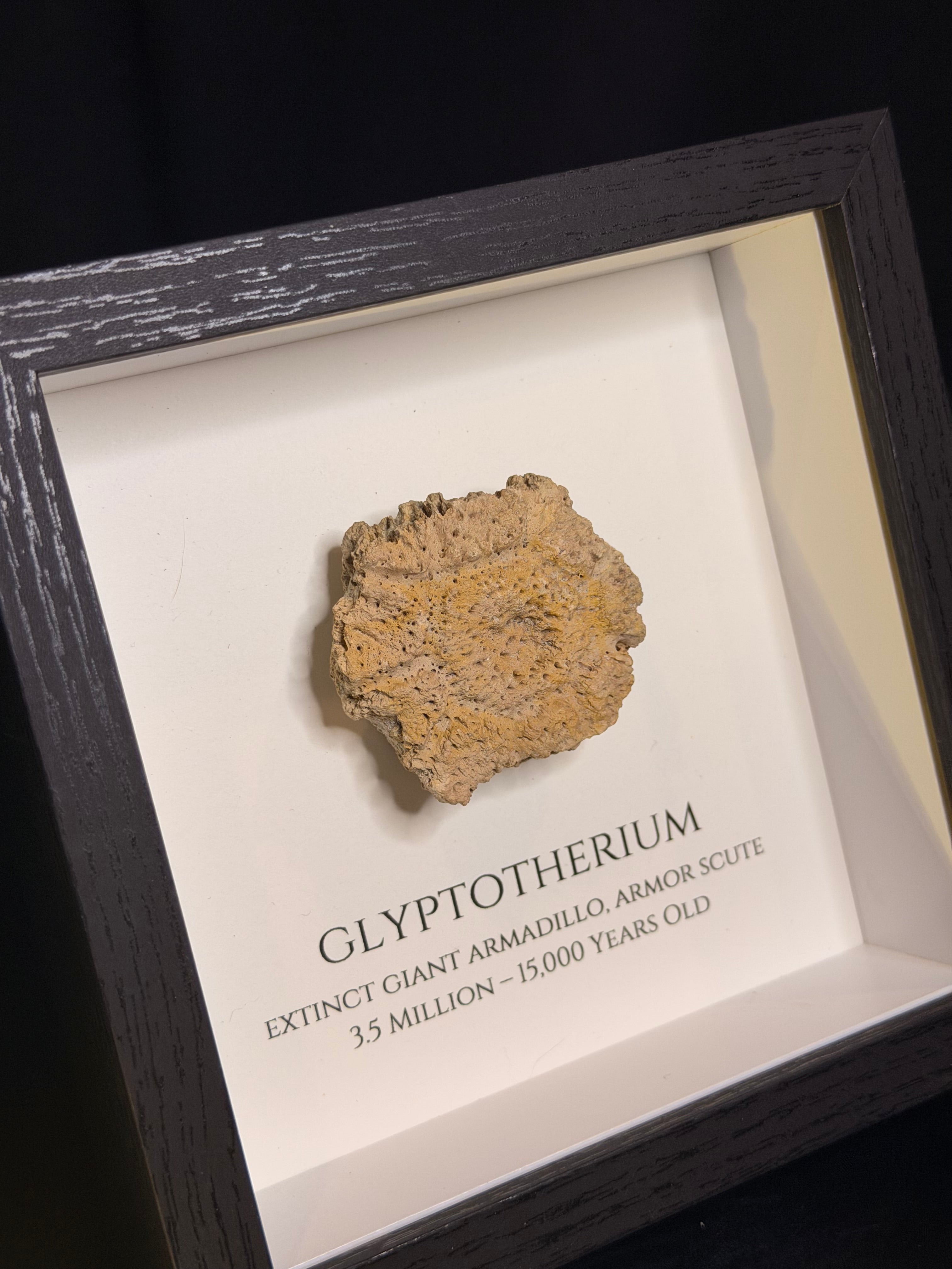 Framed Glyptotherium / Glyptodon scute