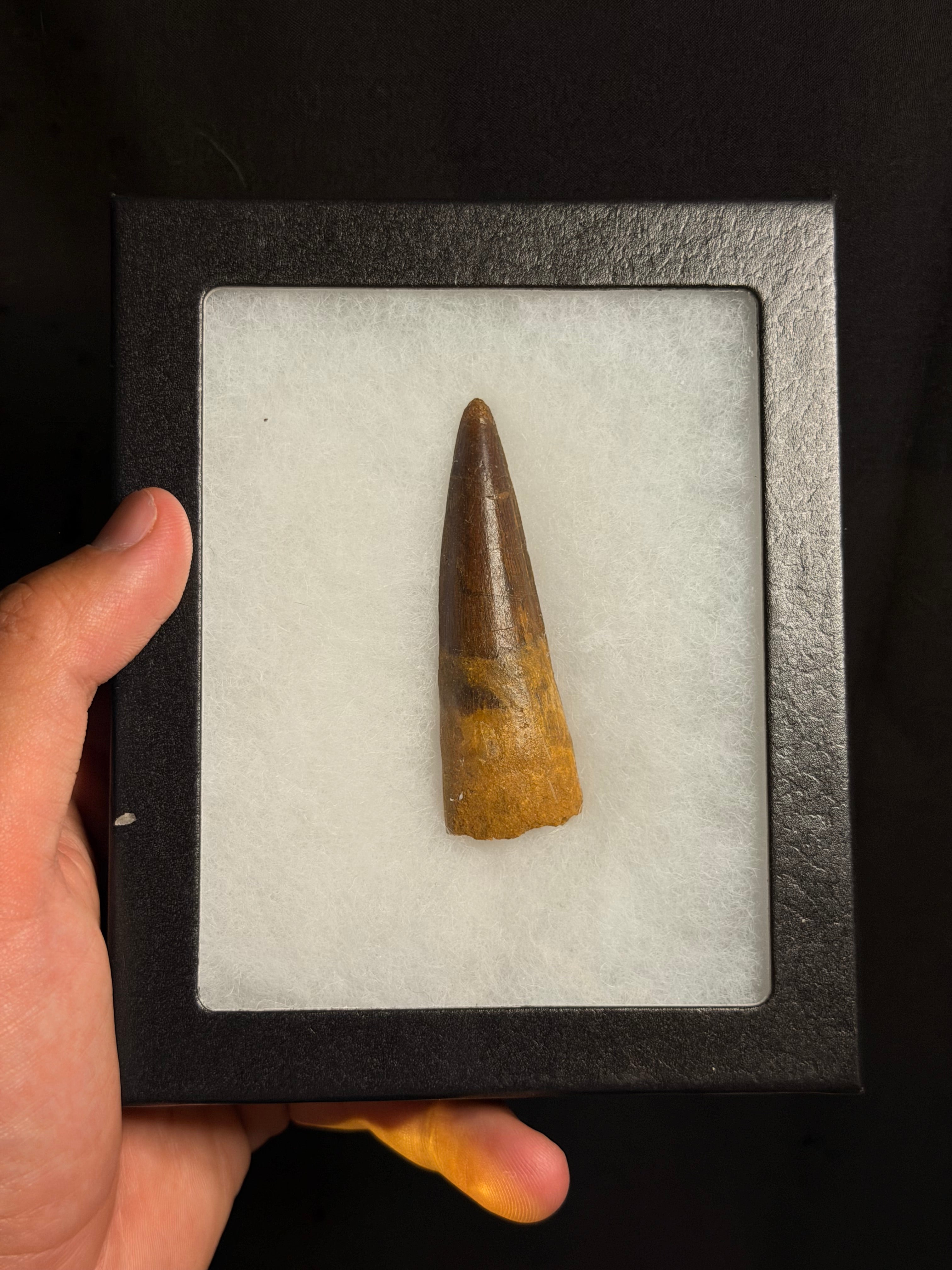 Spinosaurus Tooth – 2.80" – Kem Kem Beds, Morocco