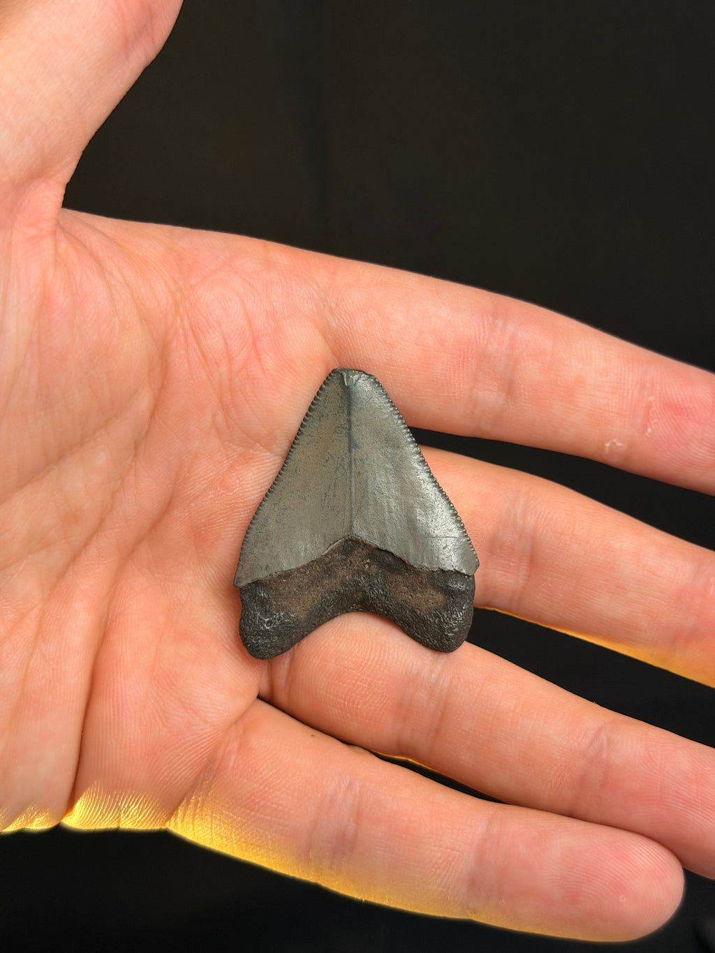 Megalodon Tooth - 1.71" - Georgia rivers