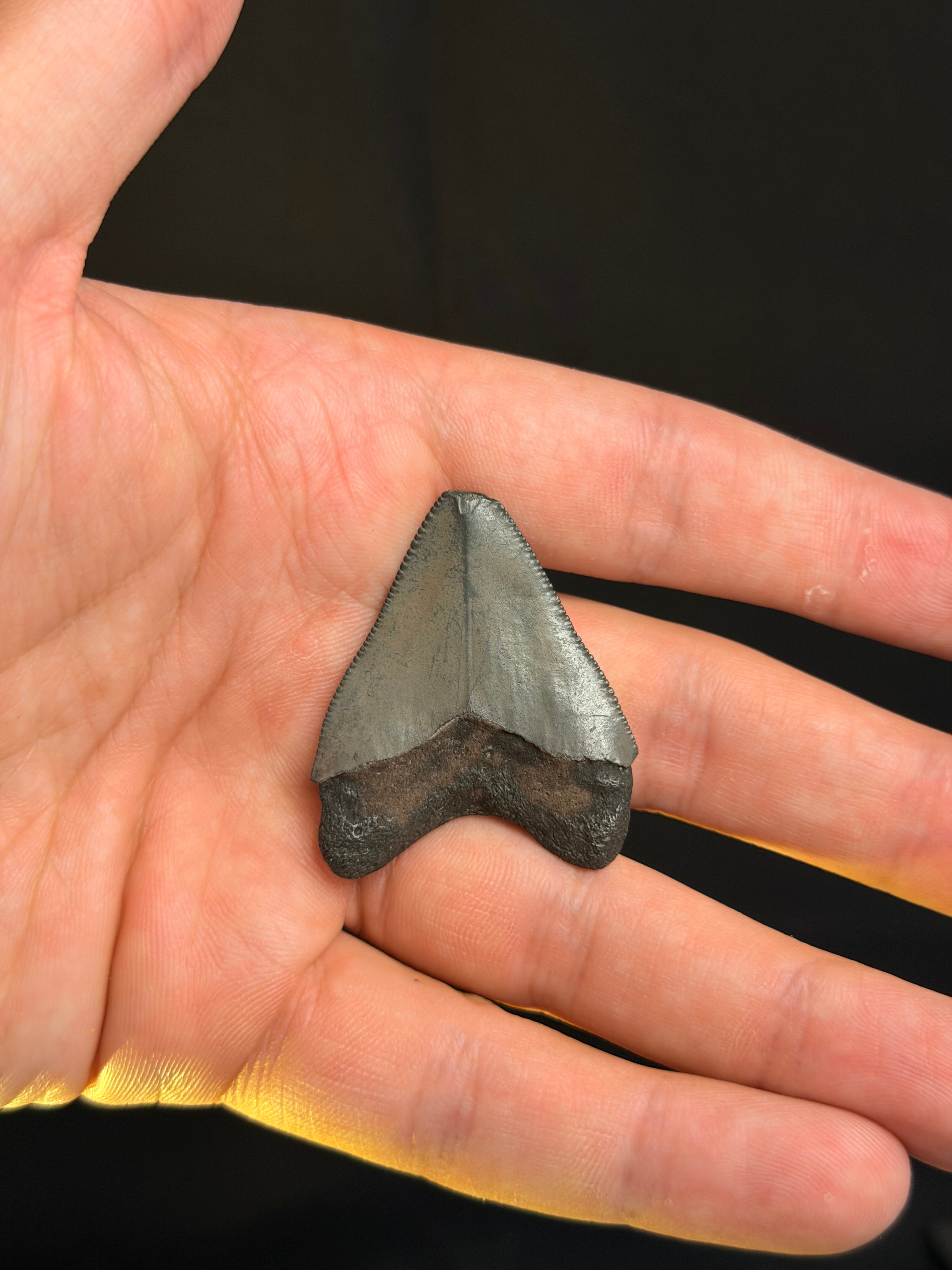 Megalodon Tooth - 1.71" - Georgia rivers