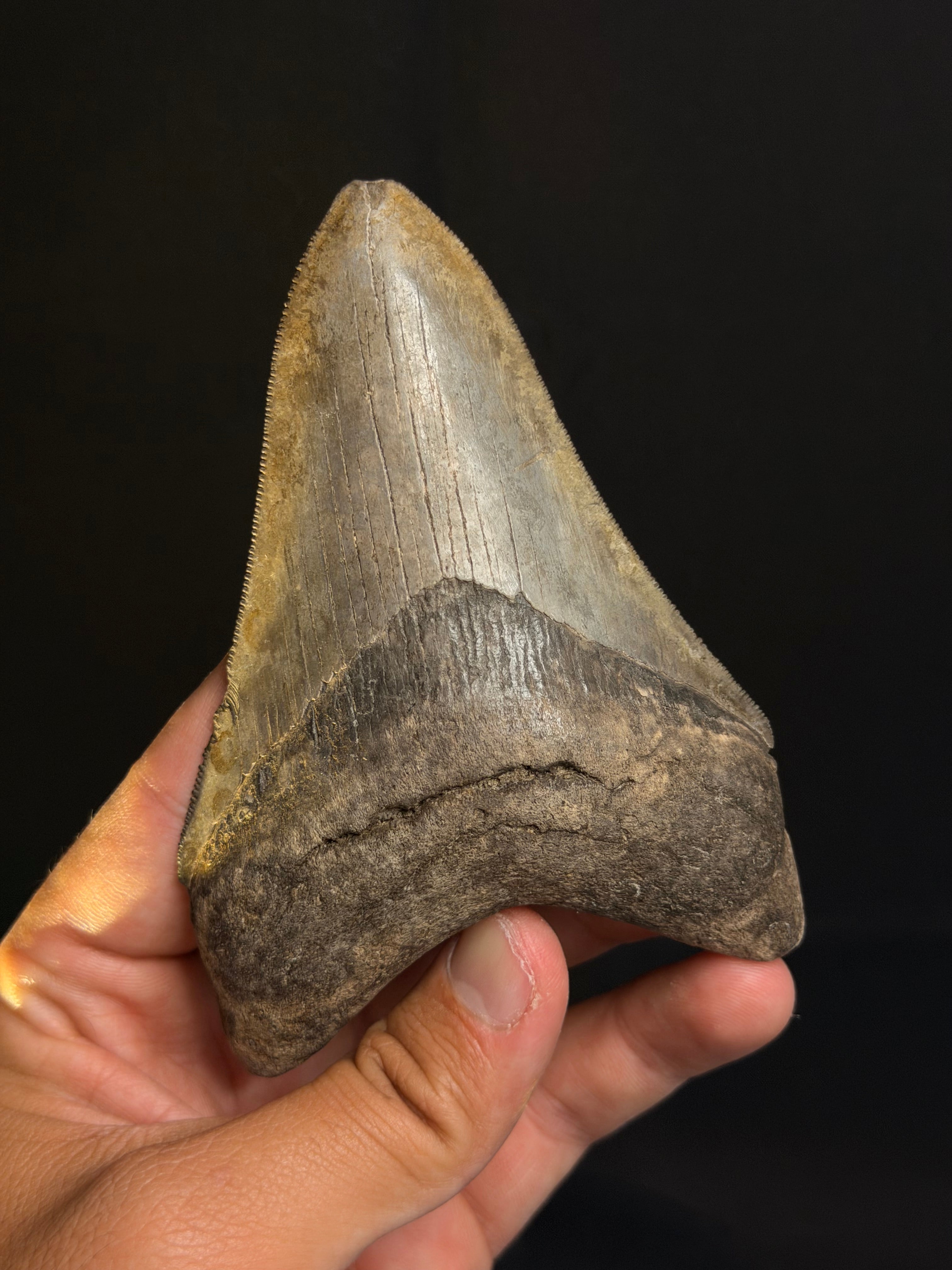 Megalodon Tooth - 4.67" - Georgia rivers