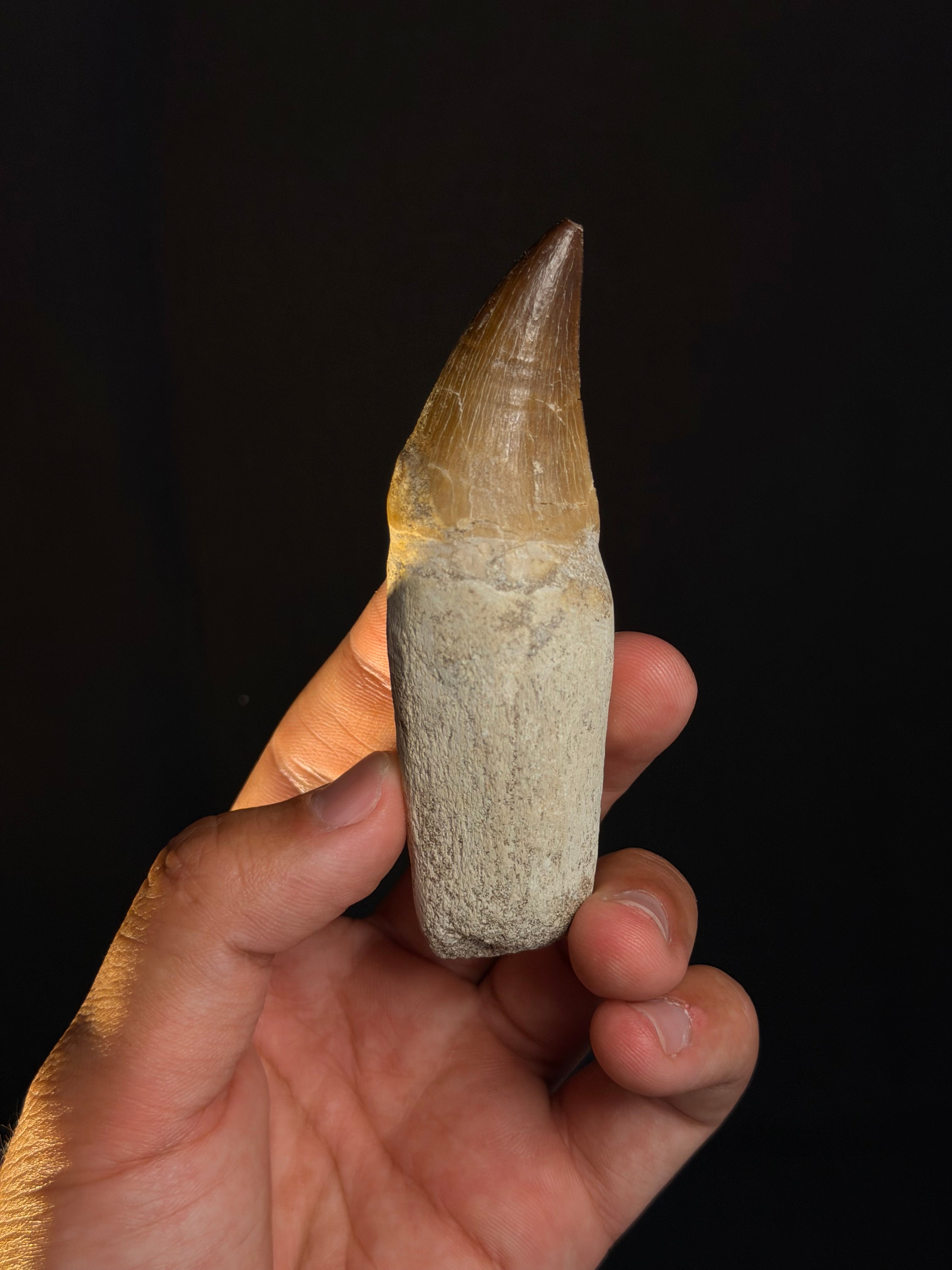 Rooted Mosasaur Tooth - 3.97” - Morocco