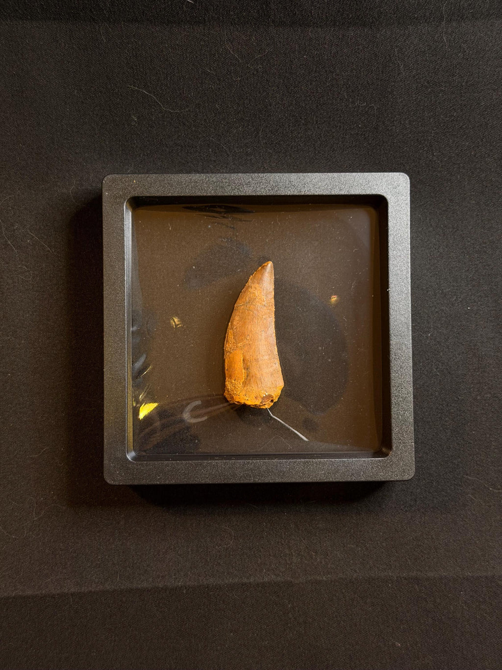 Carcharodontosaurus Dinosaur Tooth - 1.75 inches