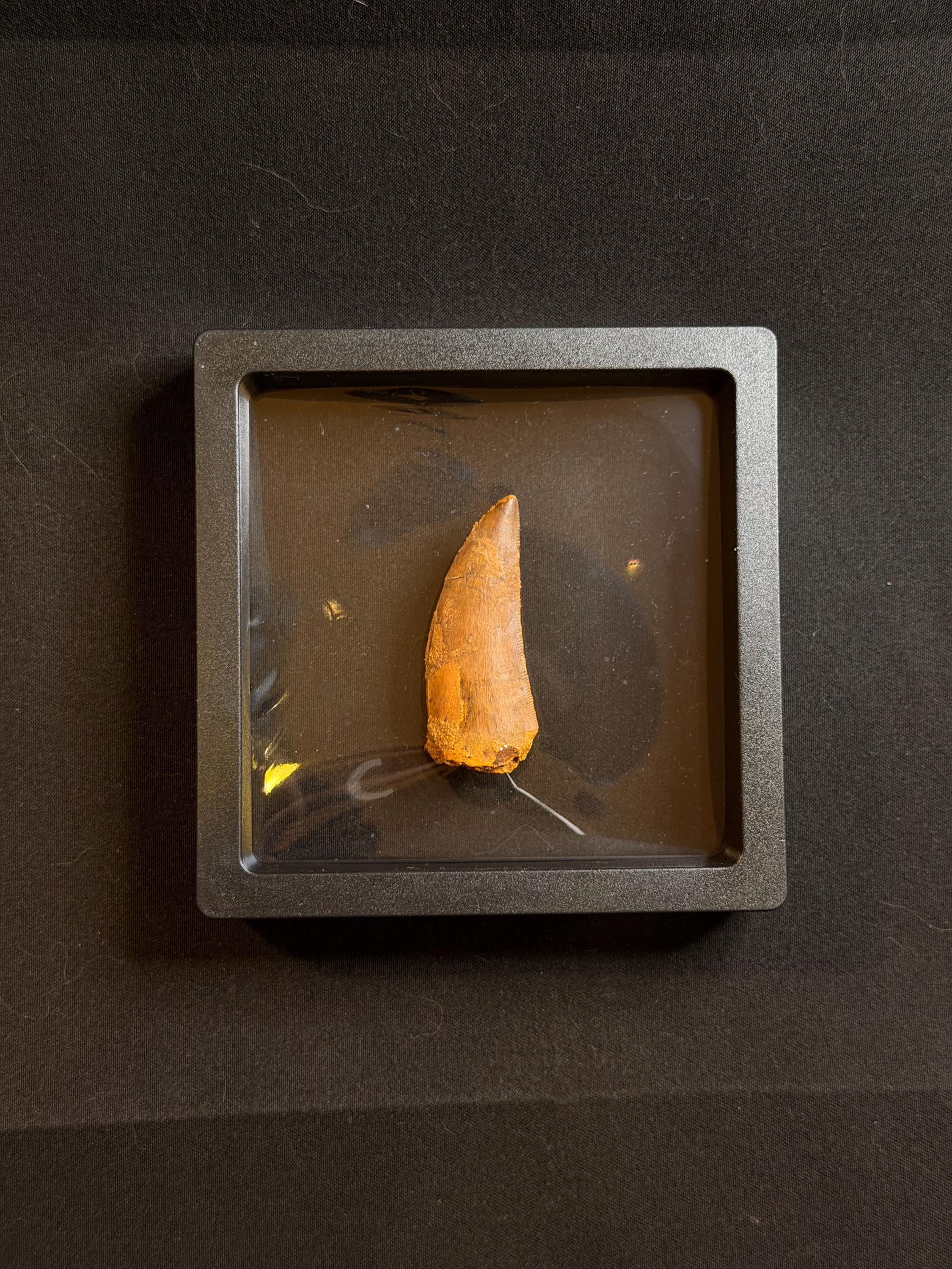 Carcharodontosaurus Dinosaur Tooth - 1.75 inches