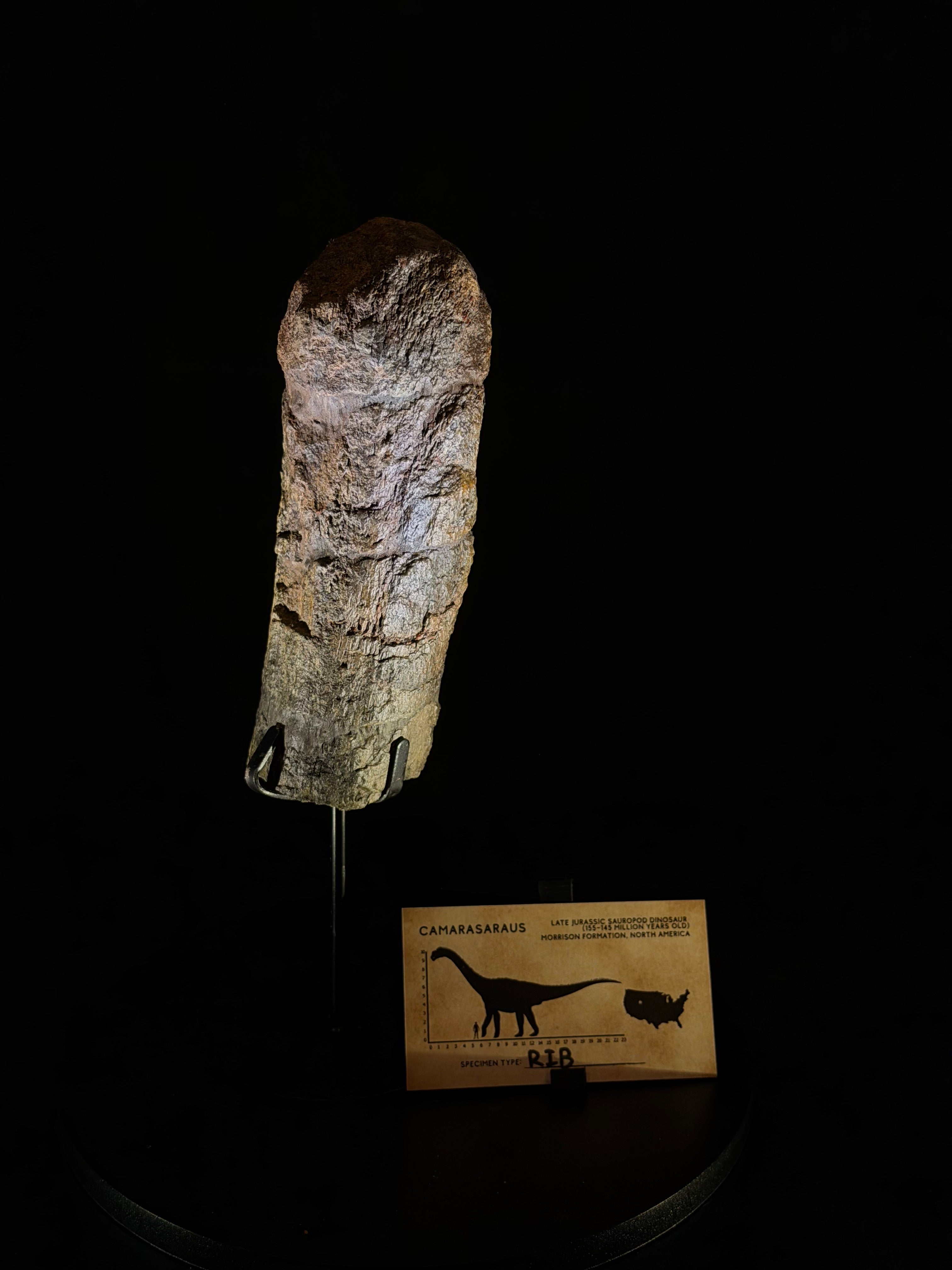 Camarasaurus Rib - 6.13” - Morrison Formation
