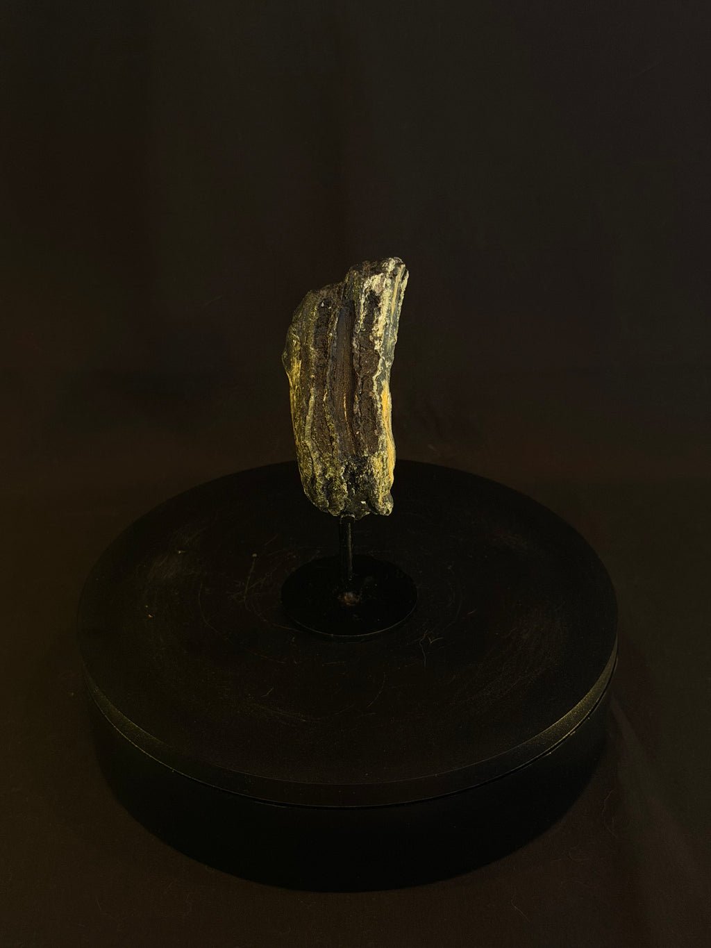Columbian Mammoth Tooth