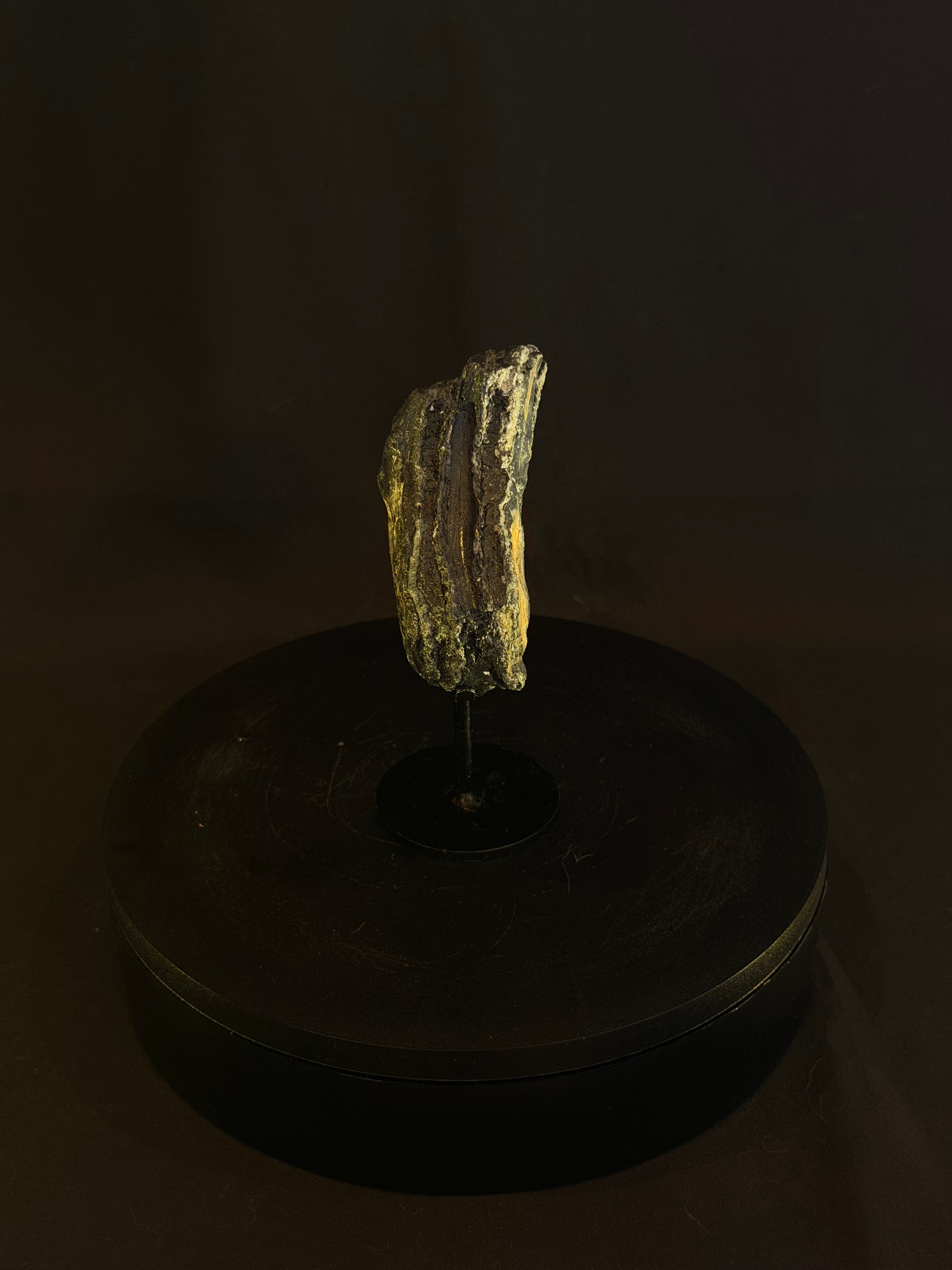 Columbian Mammoth Tooth