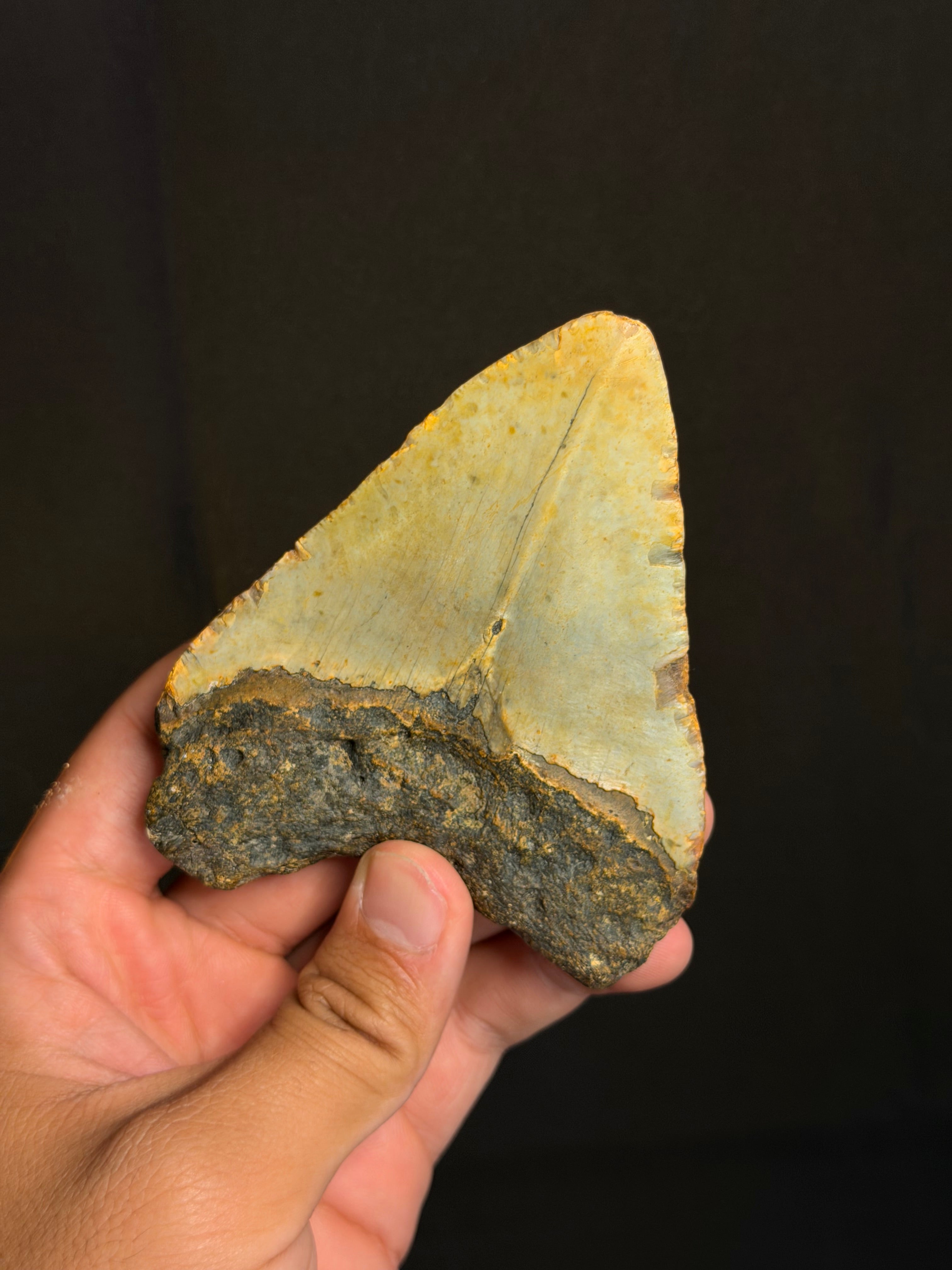 Megalodon Tooth - 4.12" - Ledge, North Carolina