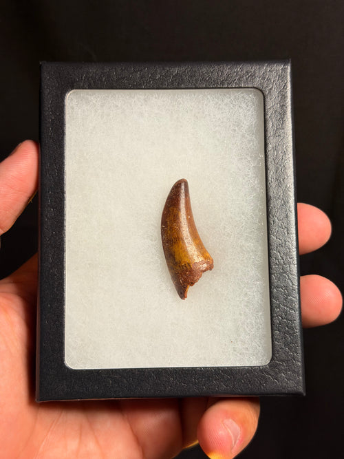 Carcharodontosaurus Tooth – 1.60" – Kem Kem Beds, Morocco