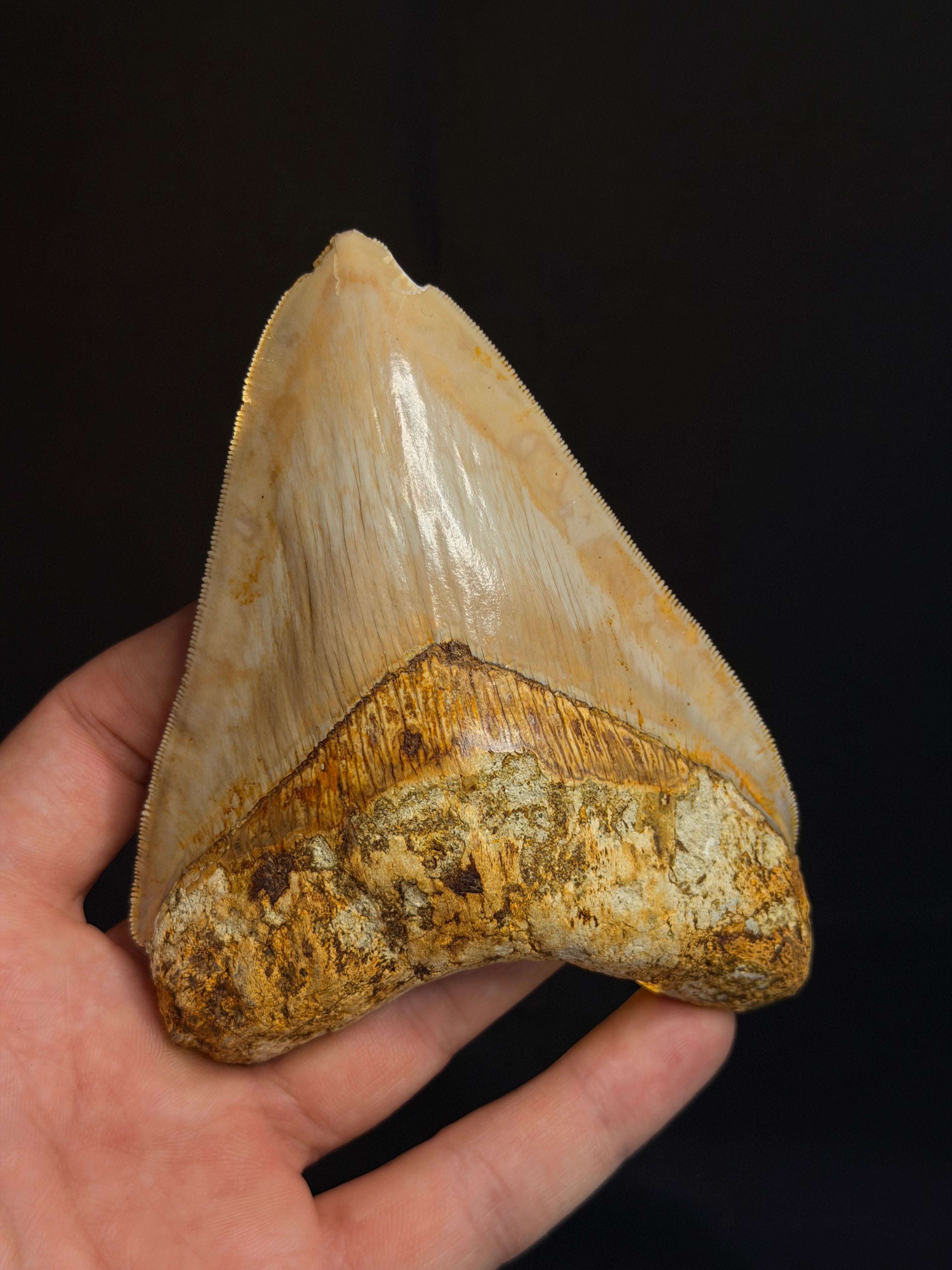 Megalodon Tooth – 4.73” – Indonesia