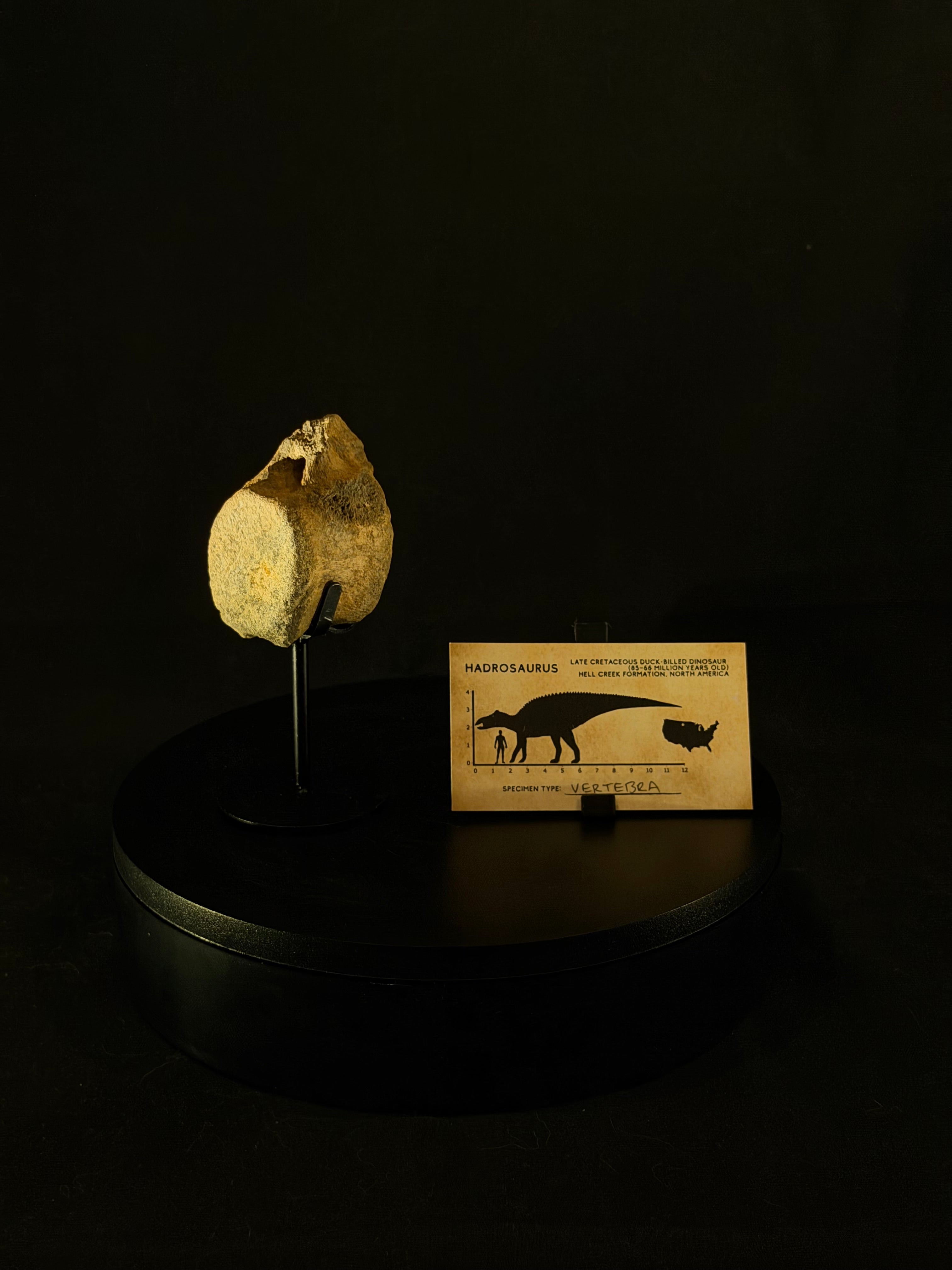 Hadrosaur Tail Vertebra - Hell Creek Formation