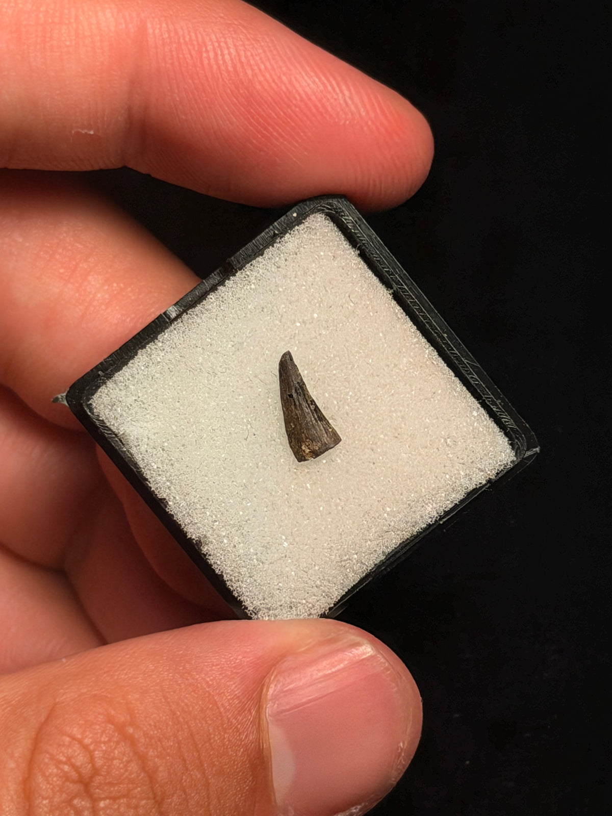 Paronychodon Tooth – 0.35" – Hell Creek Formation, Montana