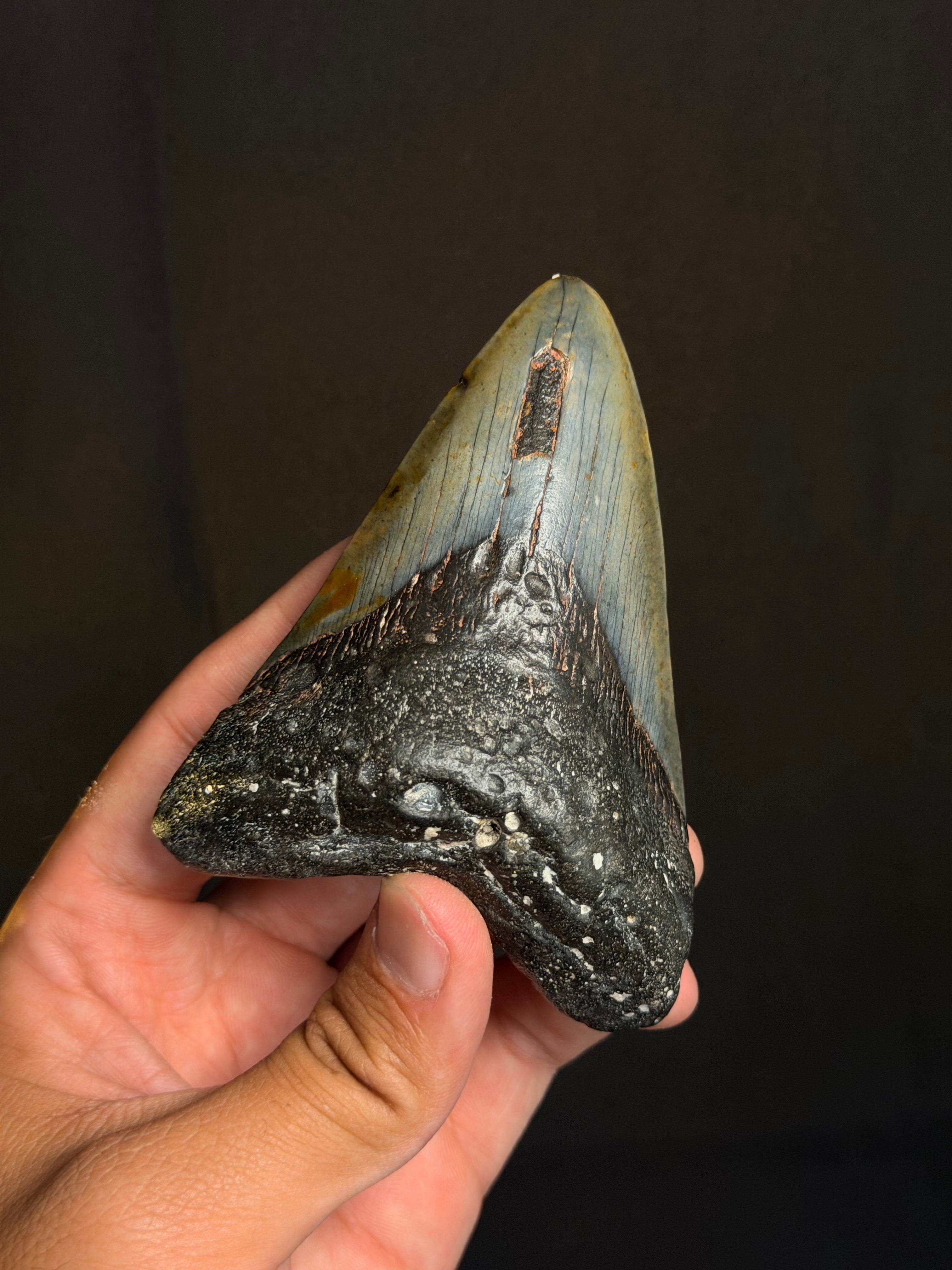 Megalodon Tooth - 4.14" - Ledge, North Carolina