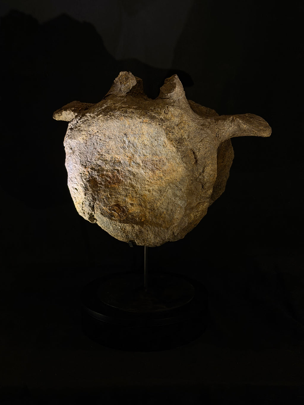 Camarasaurus Vertebra - Morrison Formation