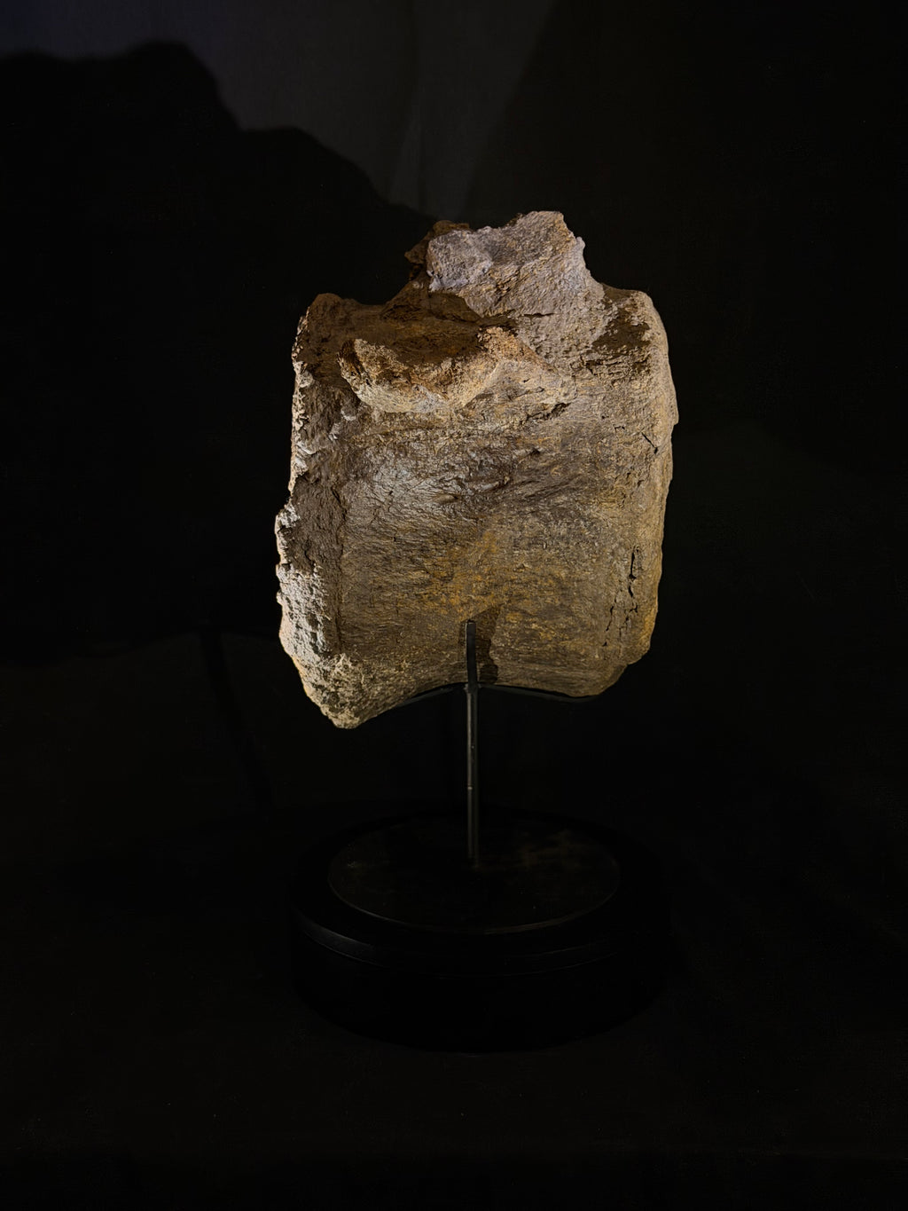 Camarasaurus Vertebra - Morrison Formation