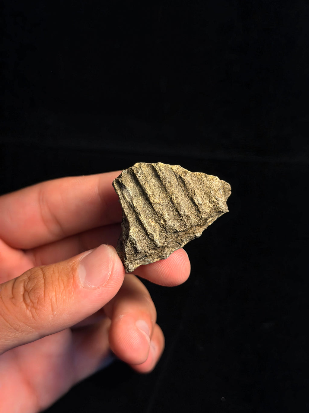 Hadrosaur (Edmontosaurus) Jaw – 1.73" – Hell Creek Formation, Montana