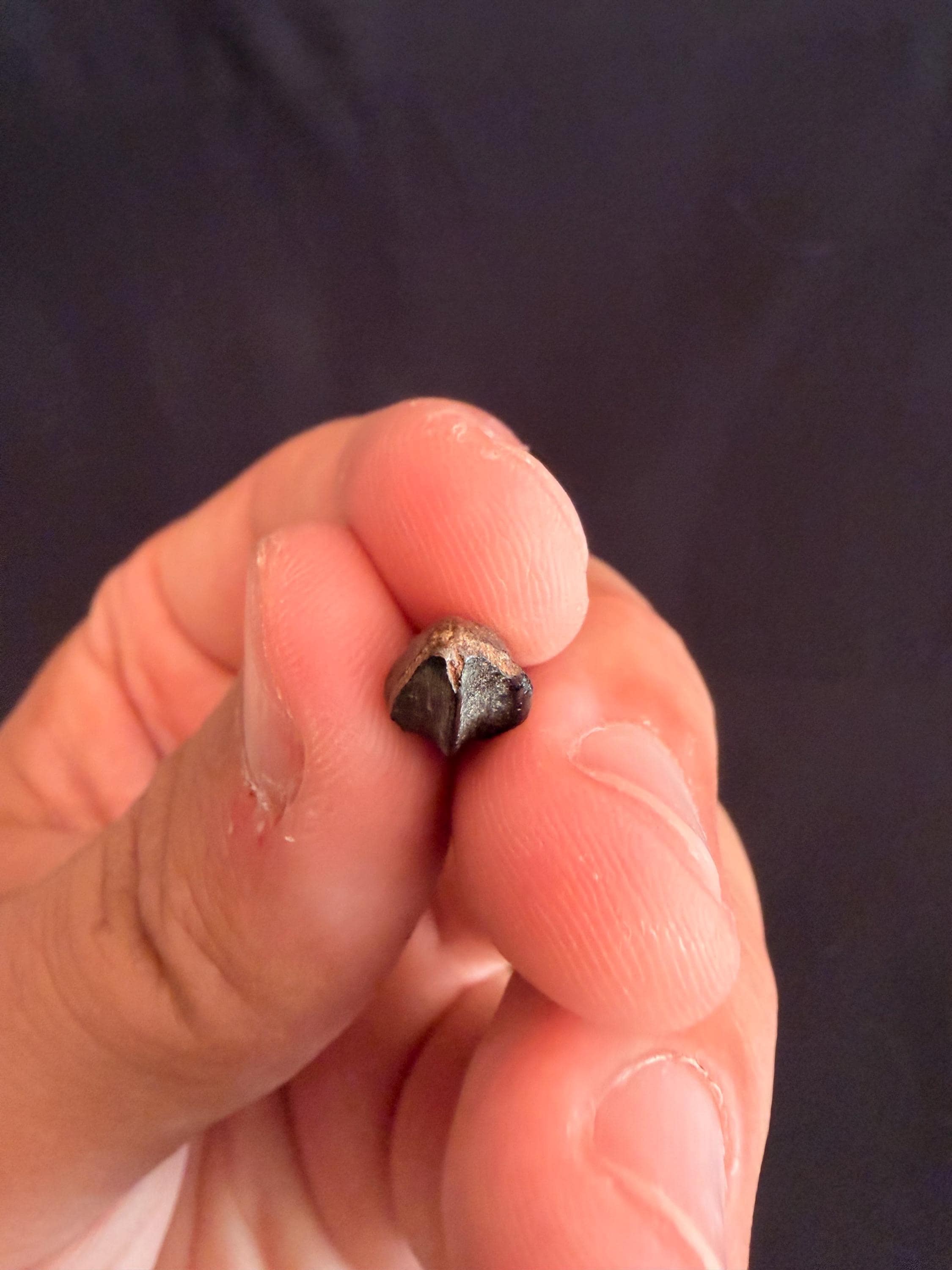Hadrosaur Tooth - Judith River Formation