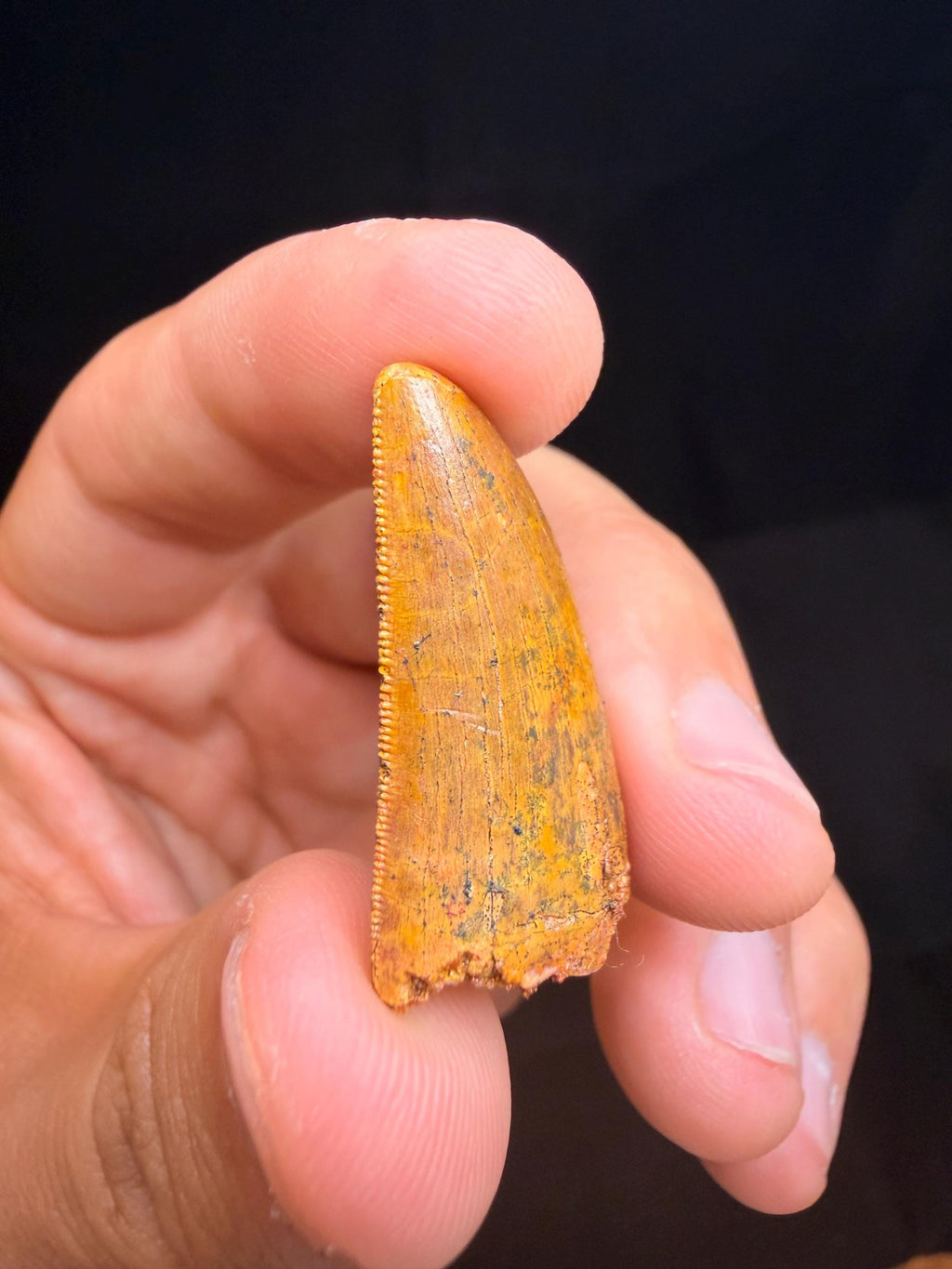 Carcharodontosaurus Dinosaur Tooth - 1.25 inches