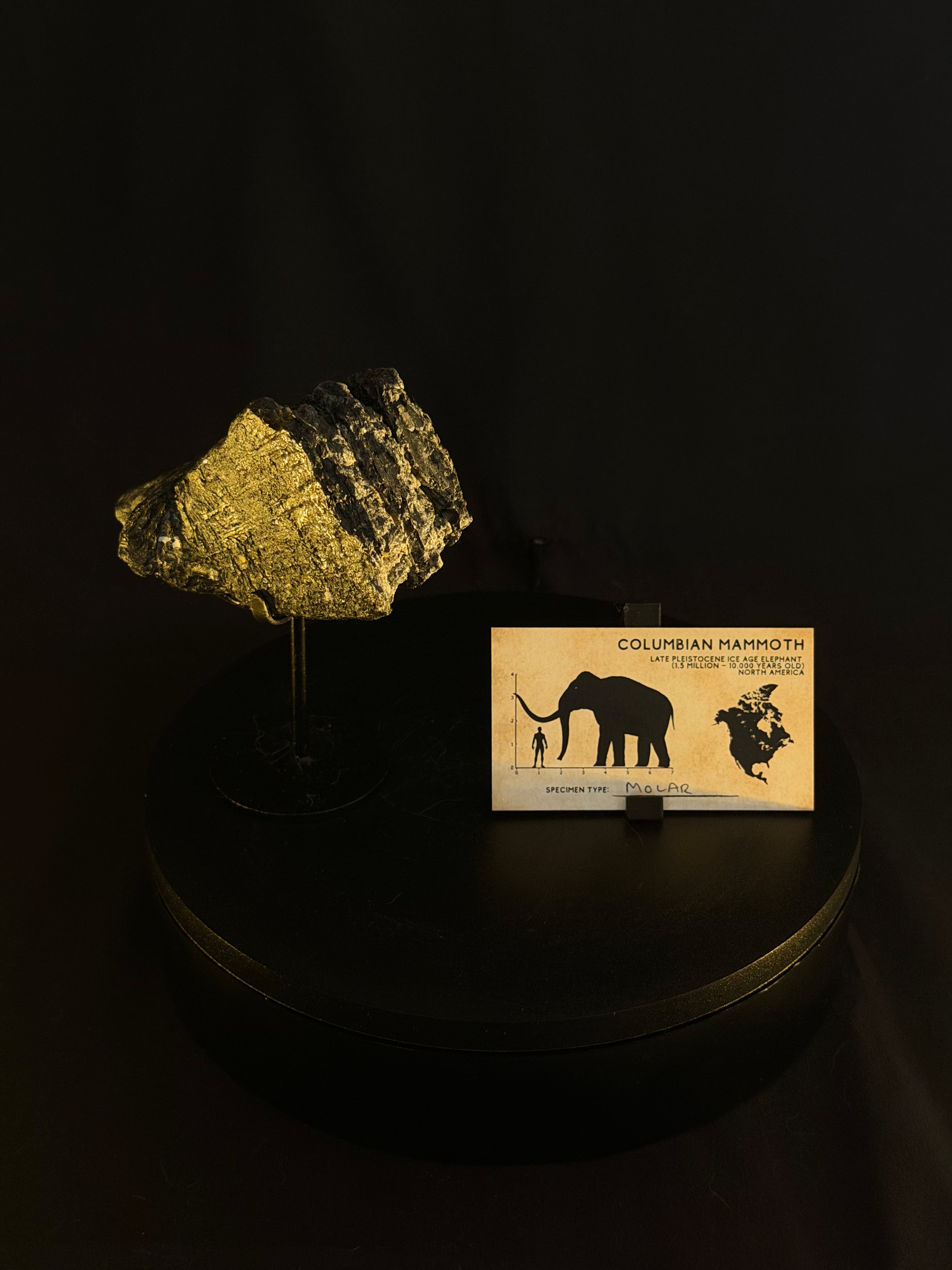 Columbian Mammoth Tooth