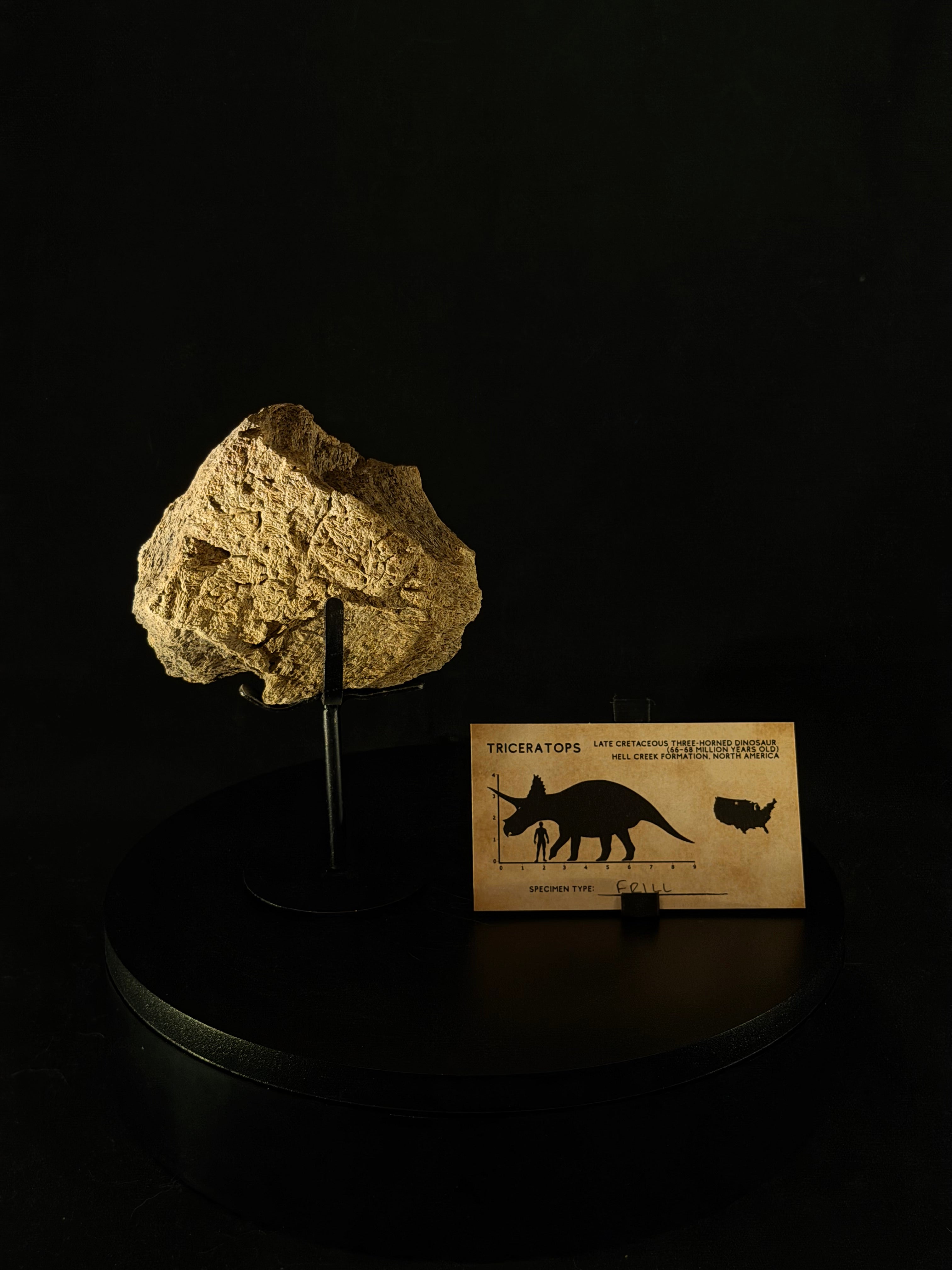 Triceratops Frill fossil - 3.5 in x 3 in - Hell Creek Formation