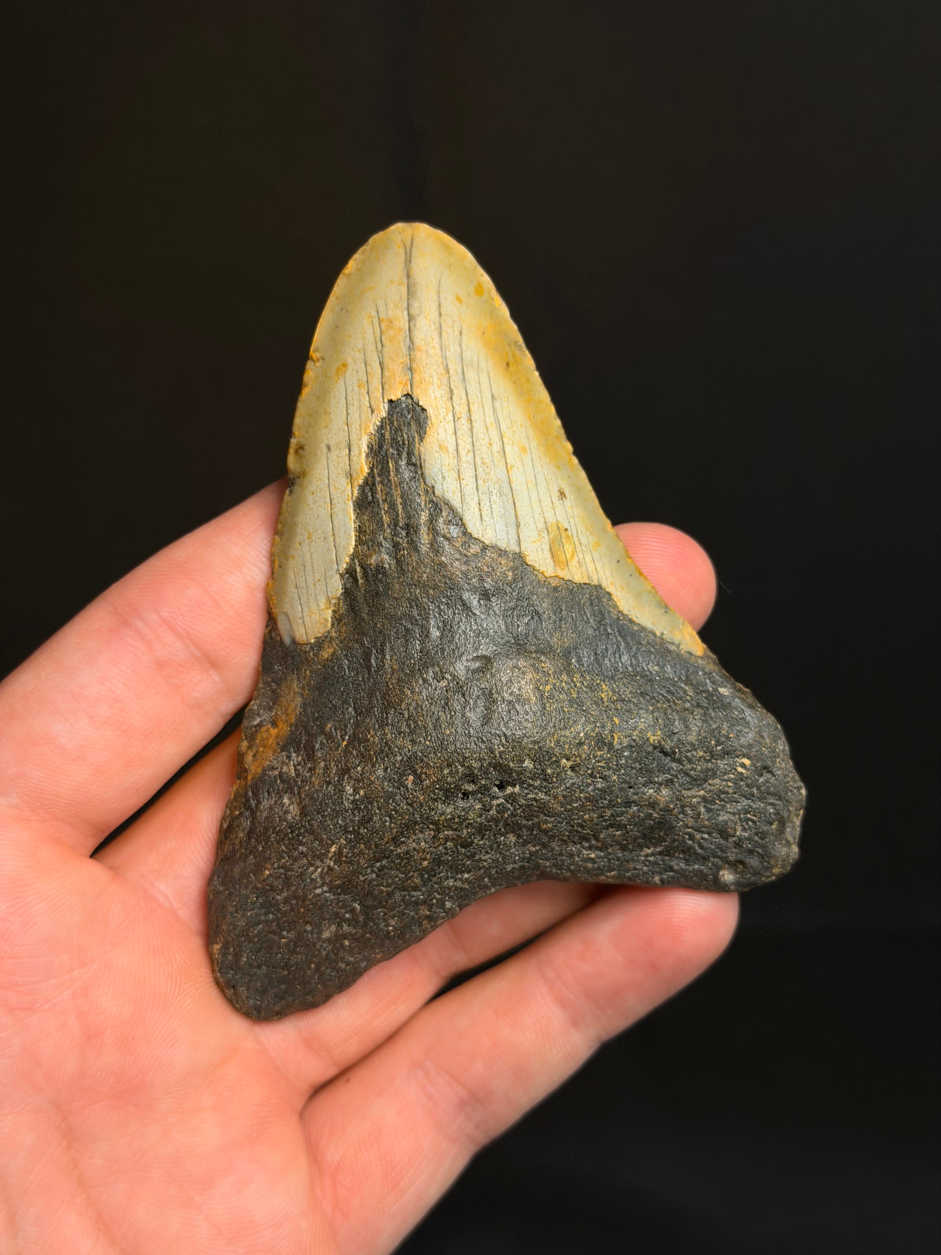 Megalodon Tooth - 3.93" - Ledge, North Carolina