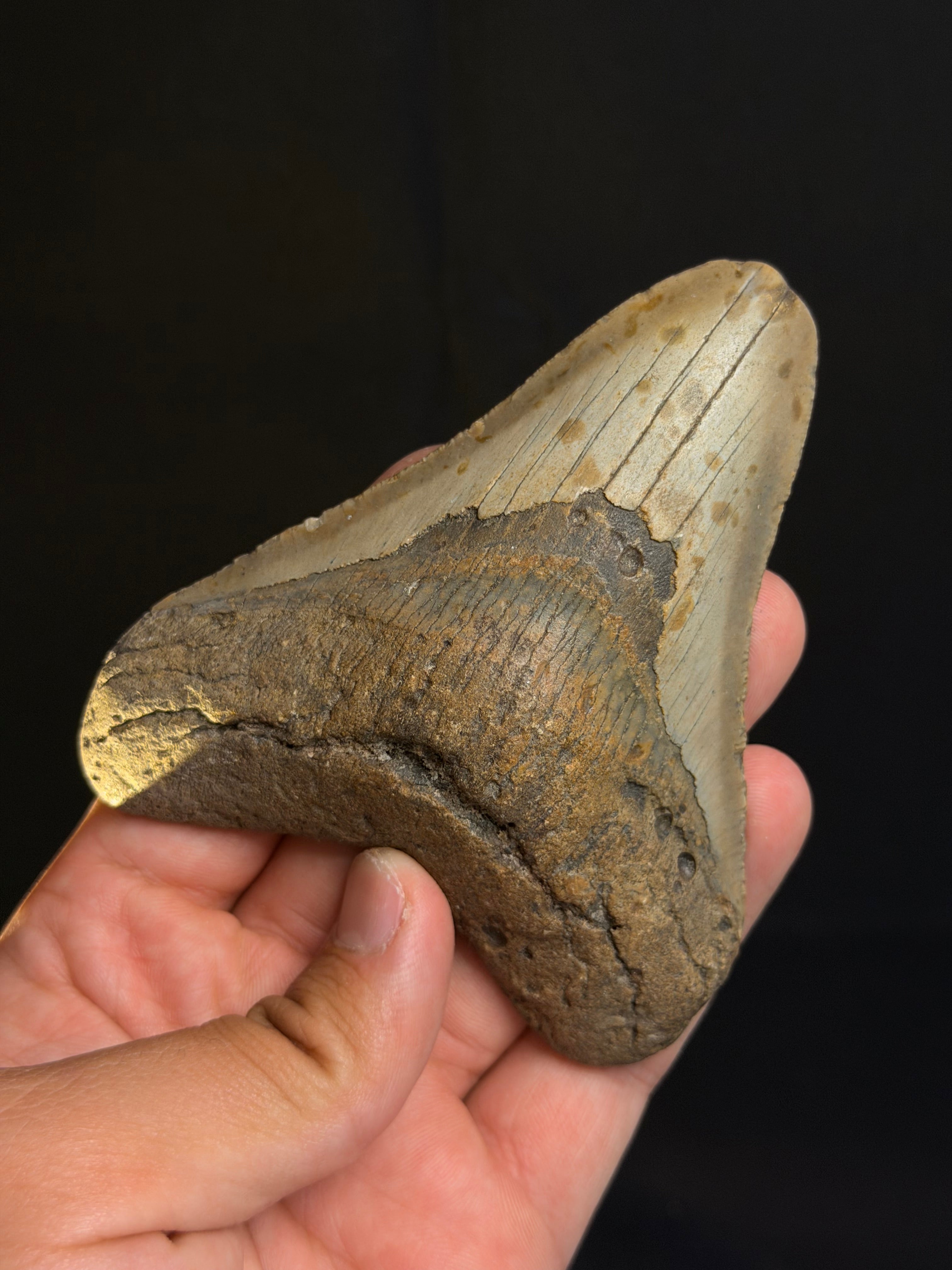 Megalodon Tooth - 4.22" - Ledge, North Carolina
