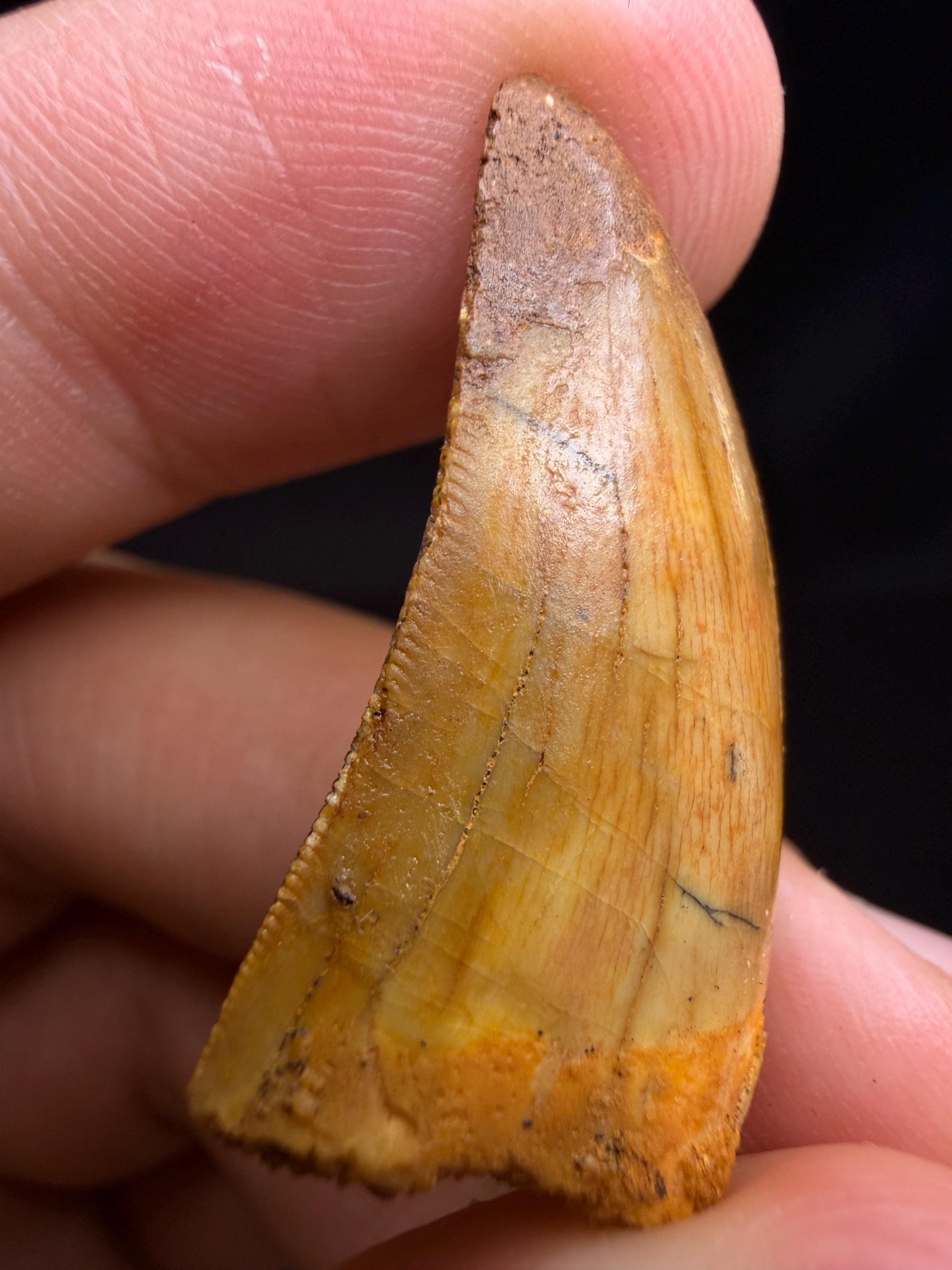 Carcharodontosaurus Dinosaur Tooth - 1.25 inches
