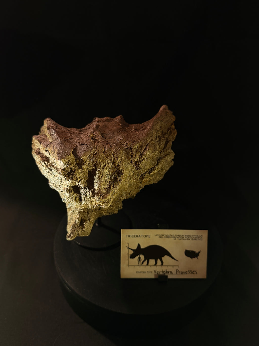 Triceratops Vertebra Processes - Hell Creek Formation