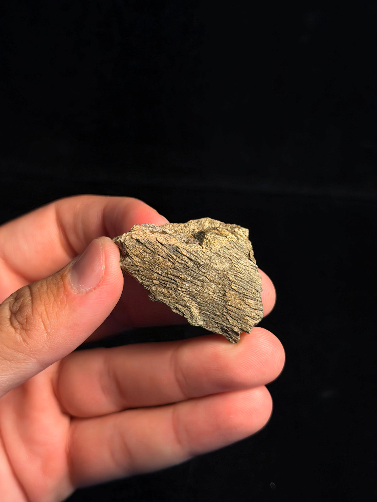 Hadrosaur (Edmontosaurus) Jaw – 1.73" – Hell Creek Formation, Montana