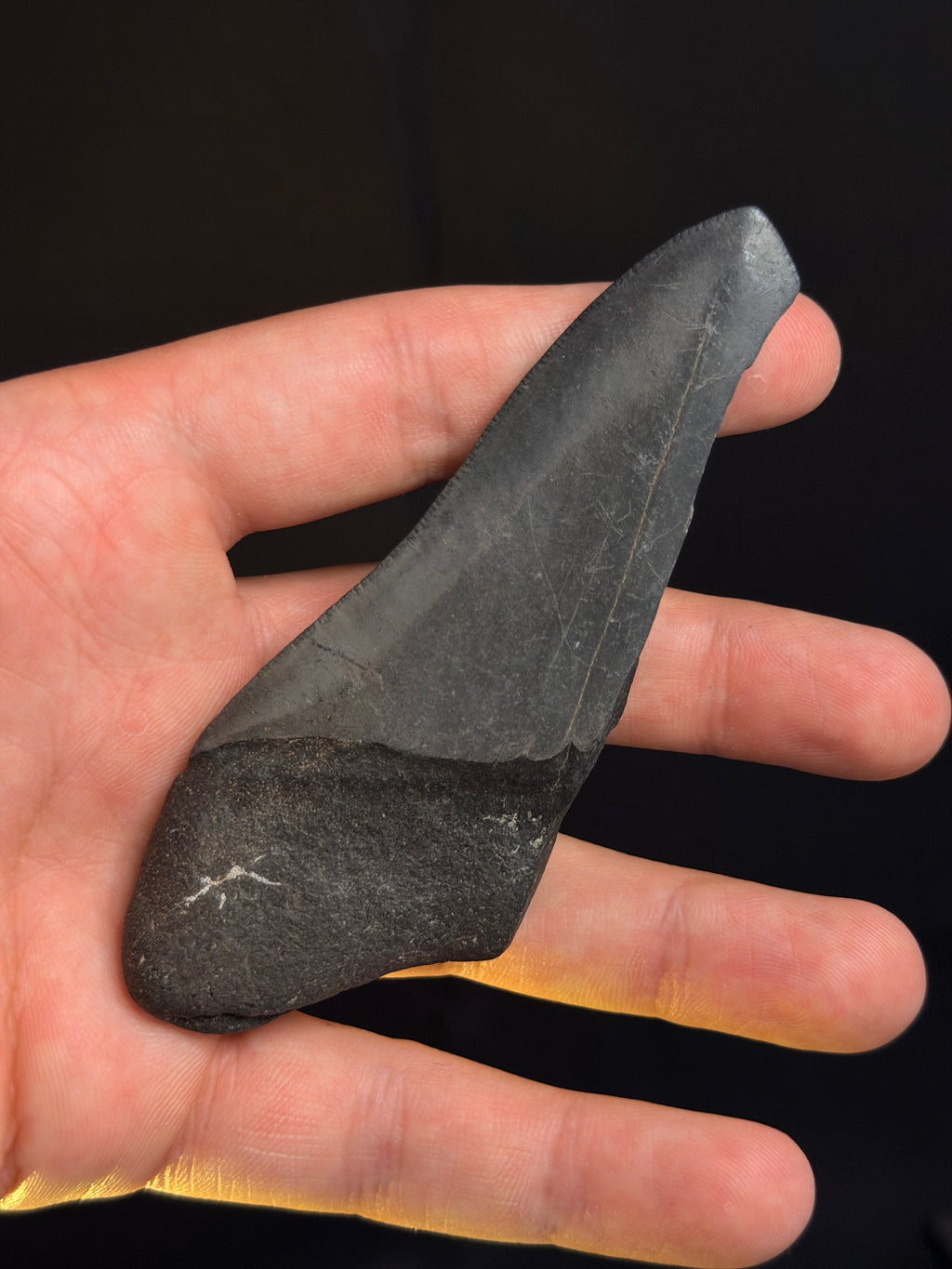 Megalodon Tooth Fragment – 4.16 – Georgia rivers