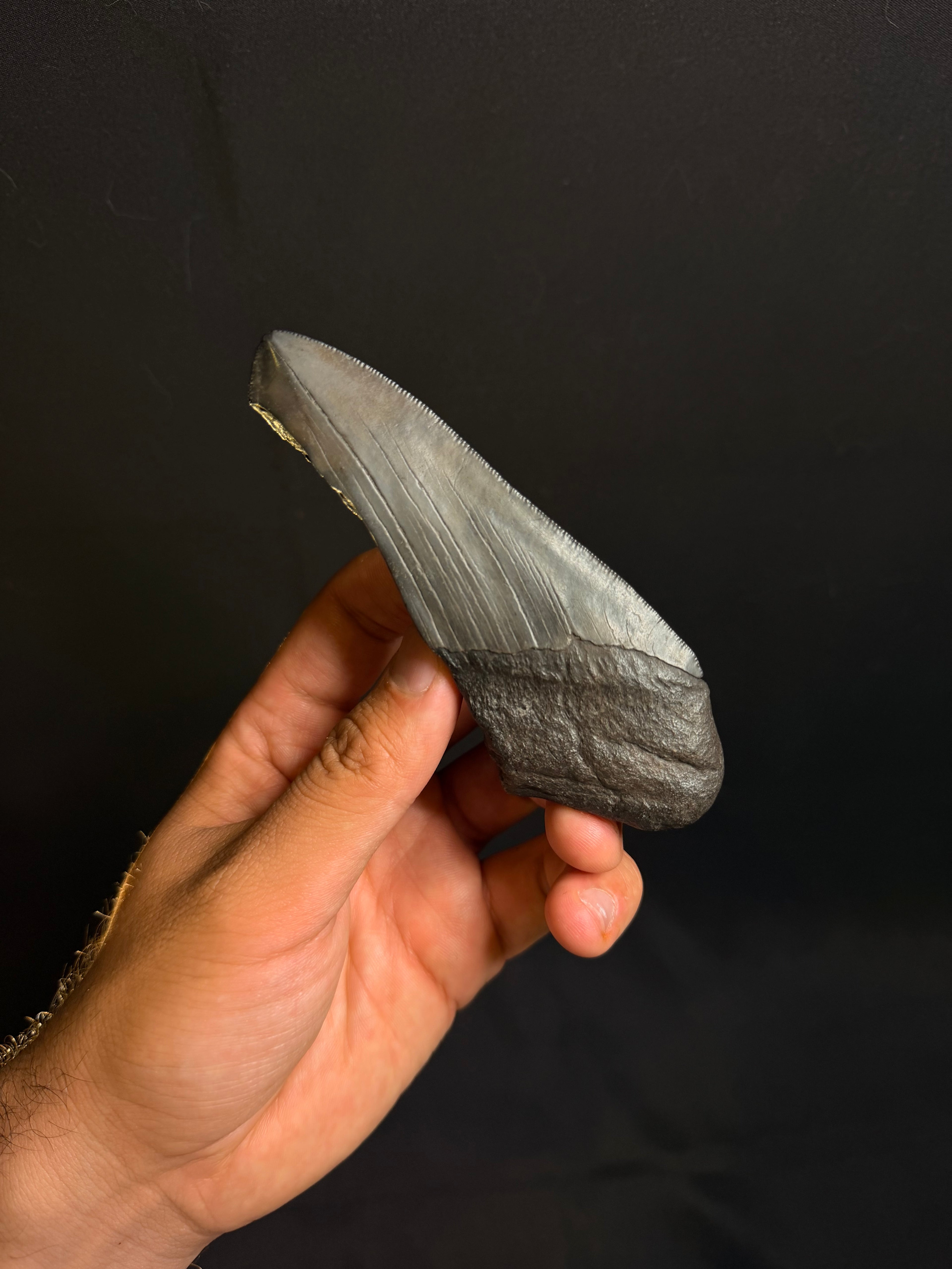Megalodon Tooth Fragment - Ledge, North Carolina