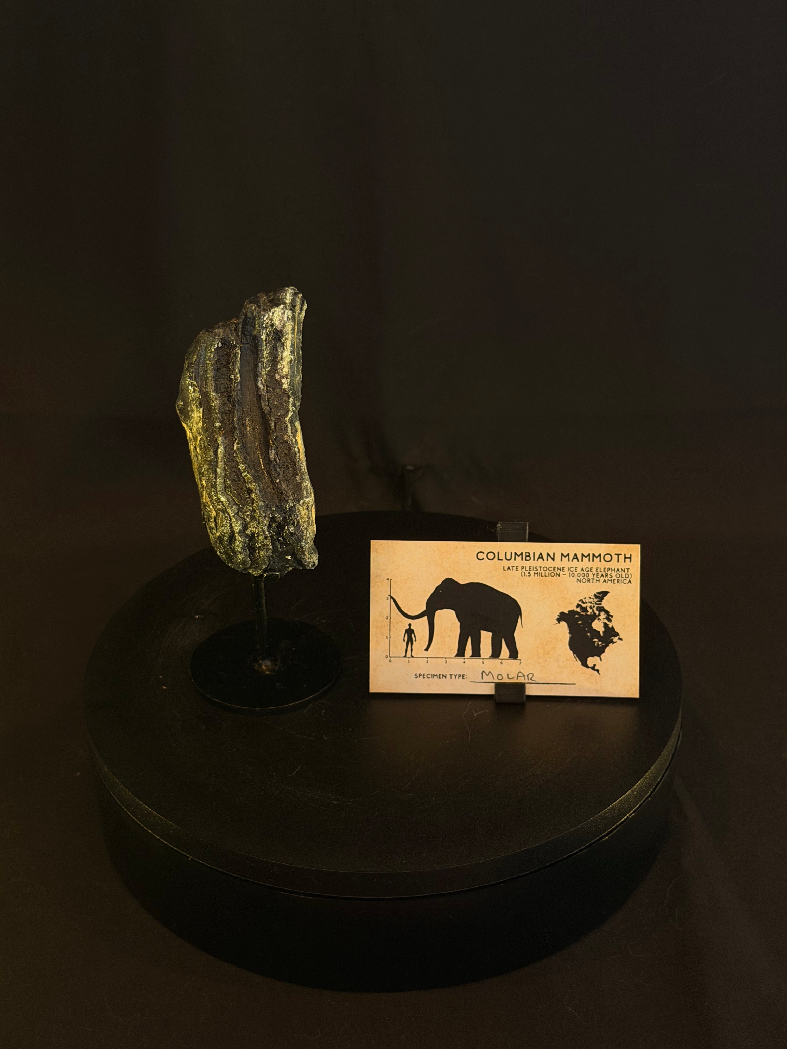Columbian Mammoth Tooth