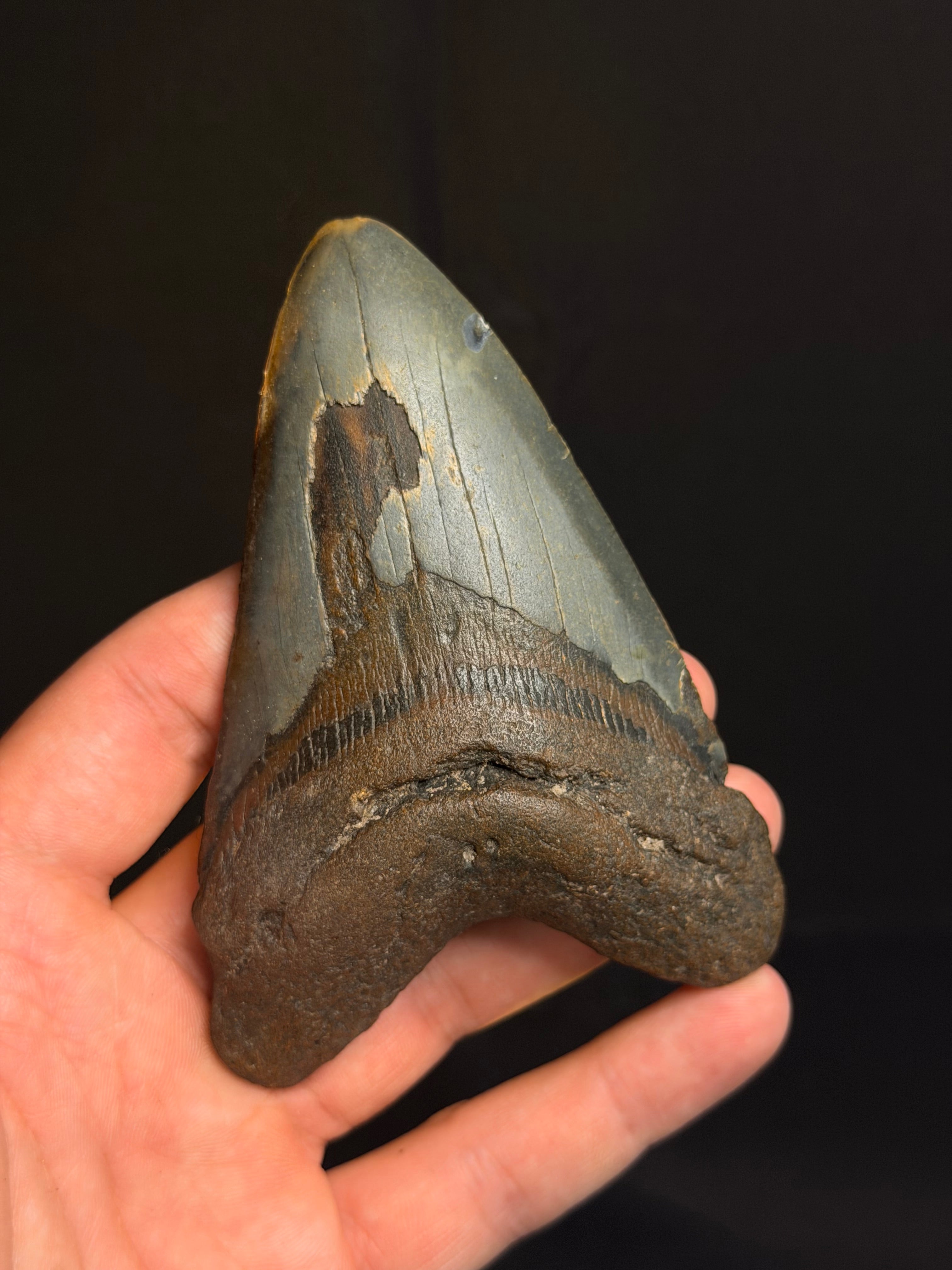 Megalodon Tooth - 4.37" - Ledge, North Carolina