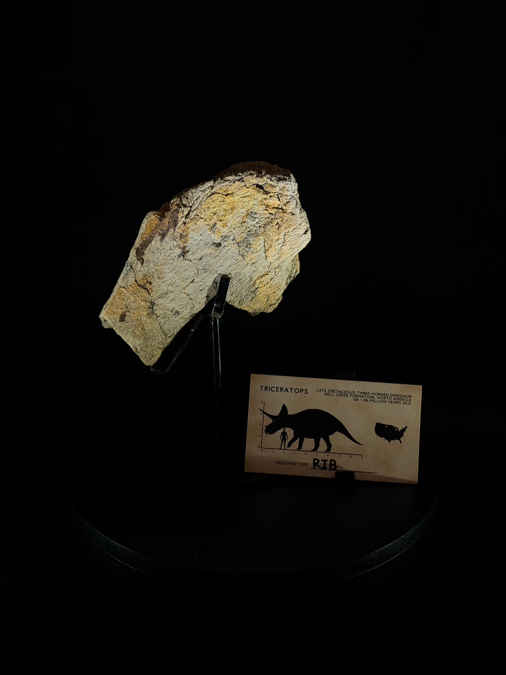 Triceratops Rib - 4.88” - Hell Creek Formation