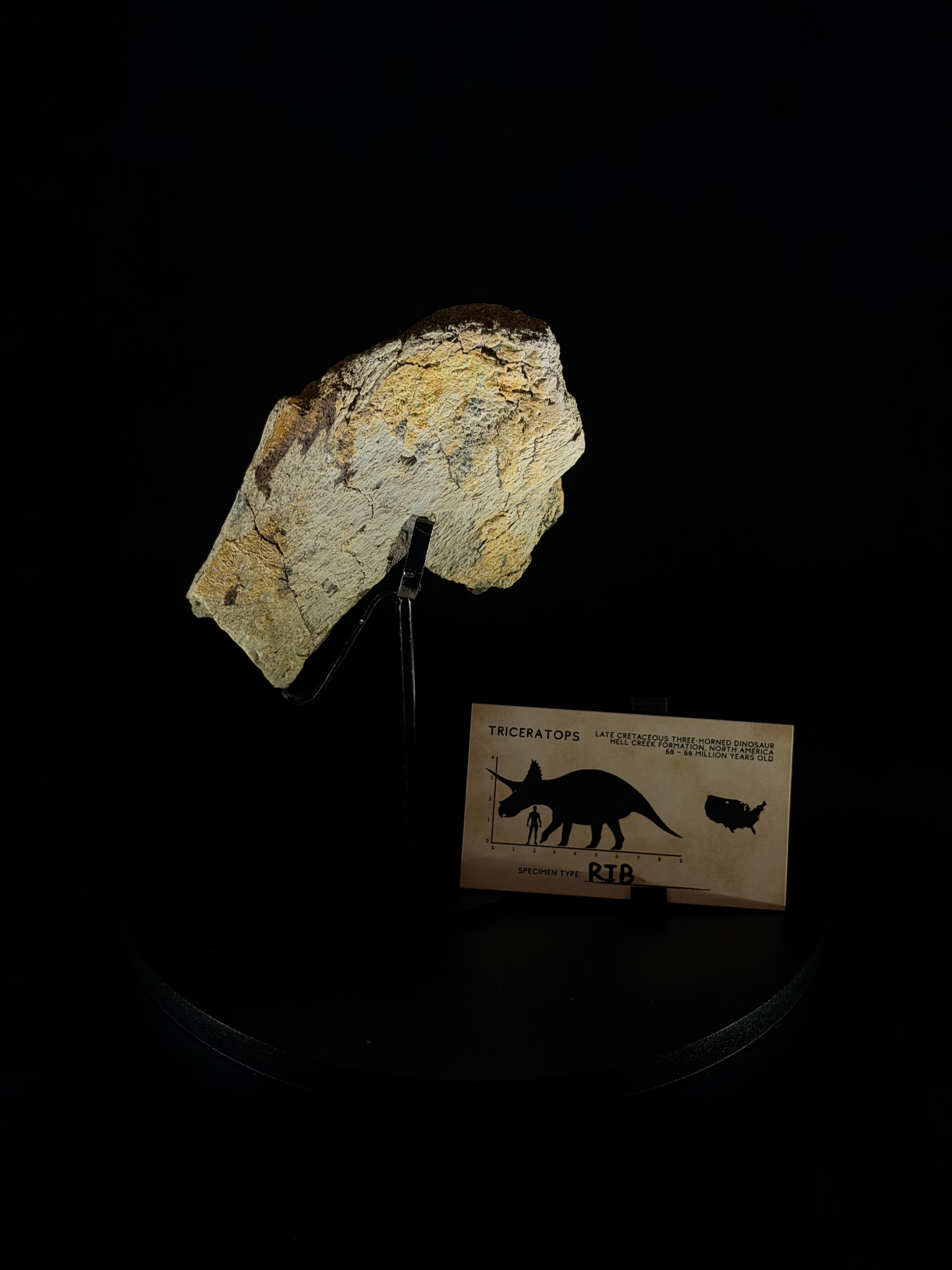 Triceratops Rib - 4.88” - Hell Creek Formation