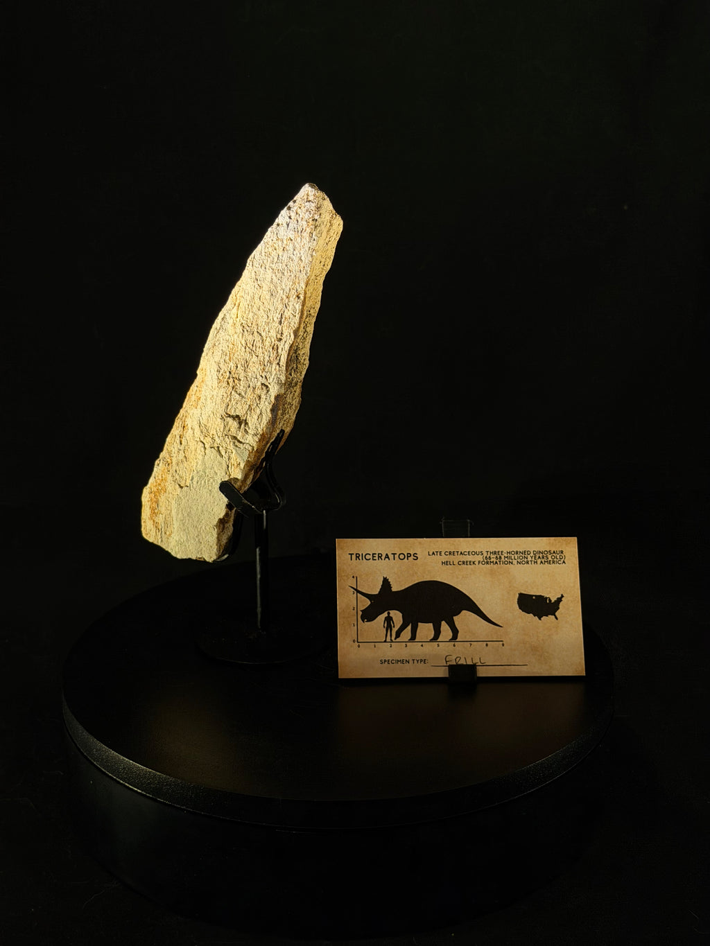Triceratops Frill fossil - 5.8 in x 1.5 in - Hell Creek Formation