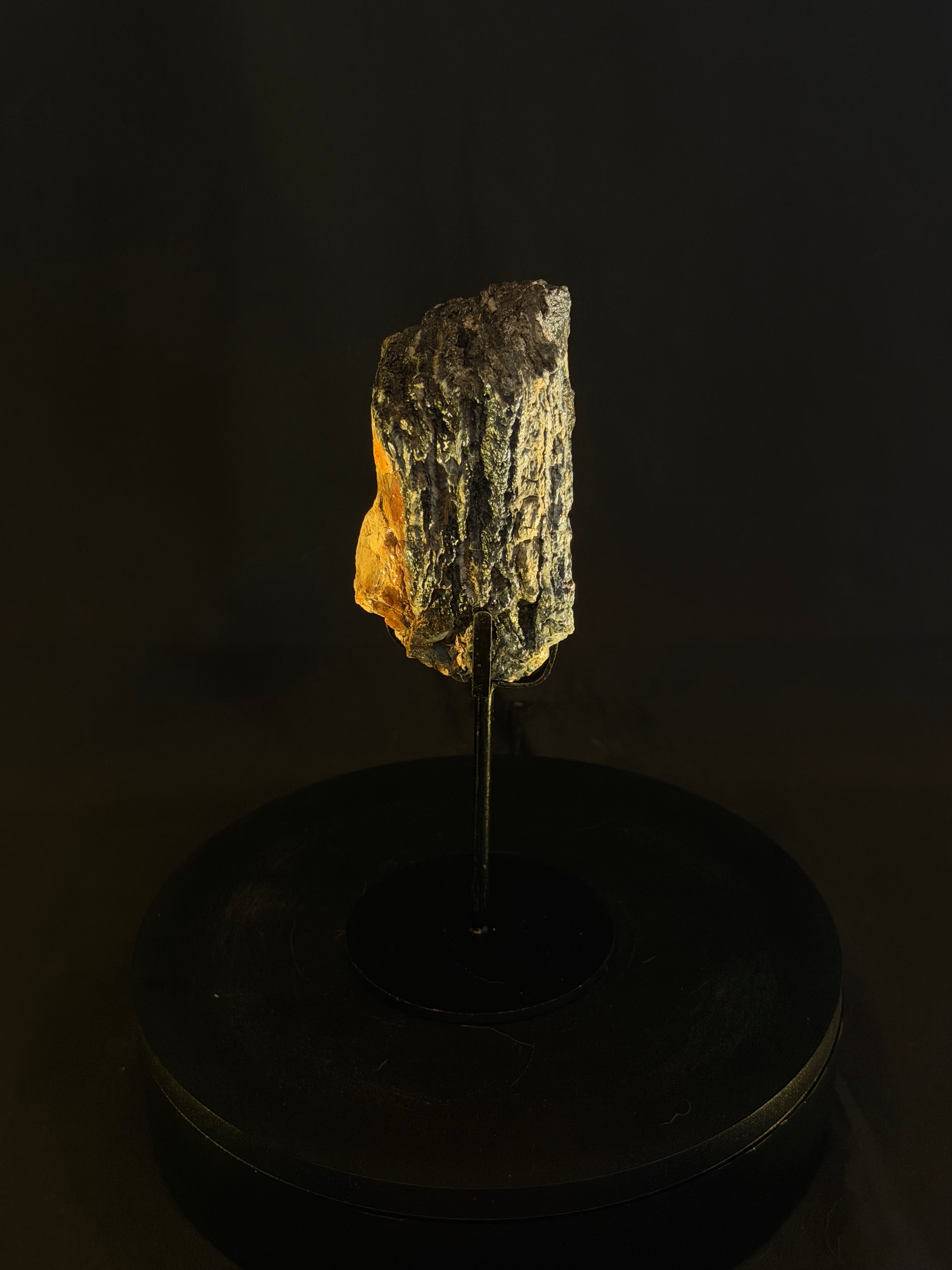 Columbian Mammoth Tooth