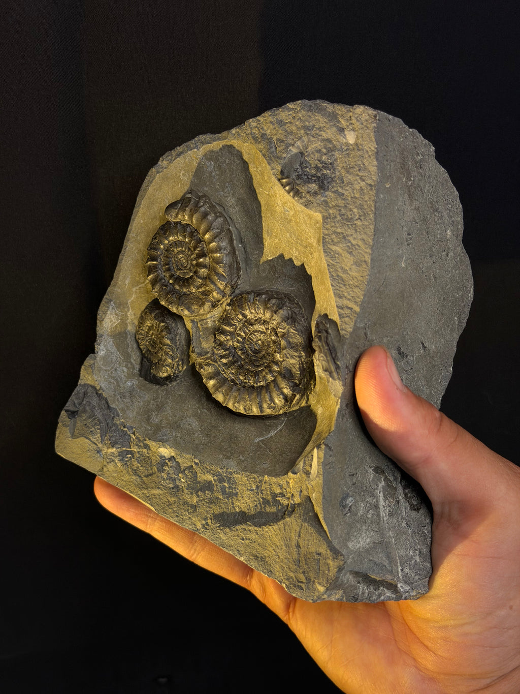 Jurassic Ammonites - Dorset’s Jurassic Coast, UK