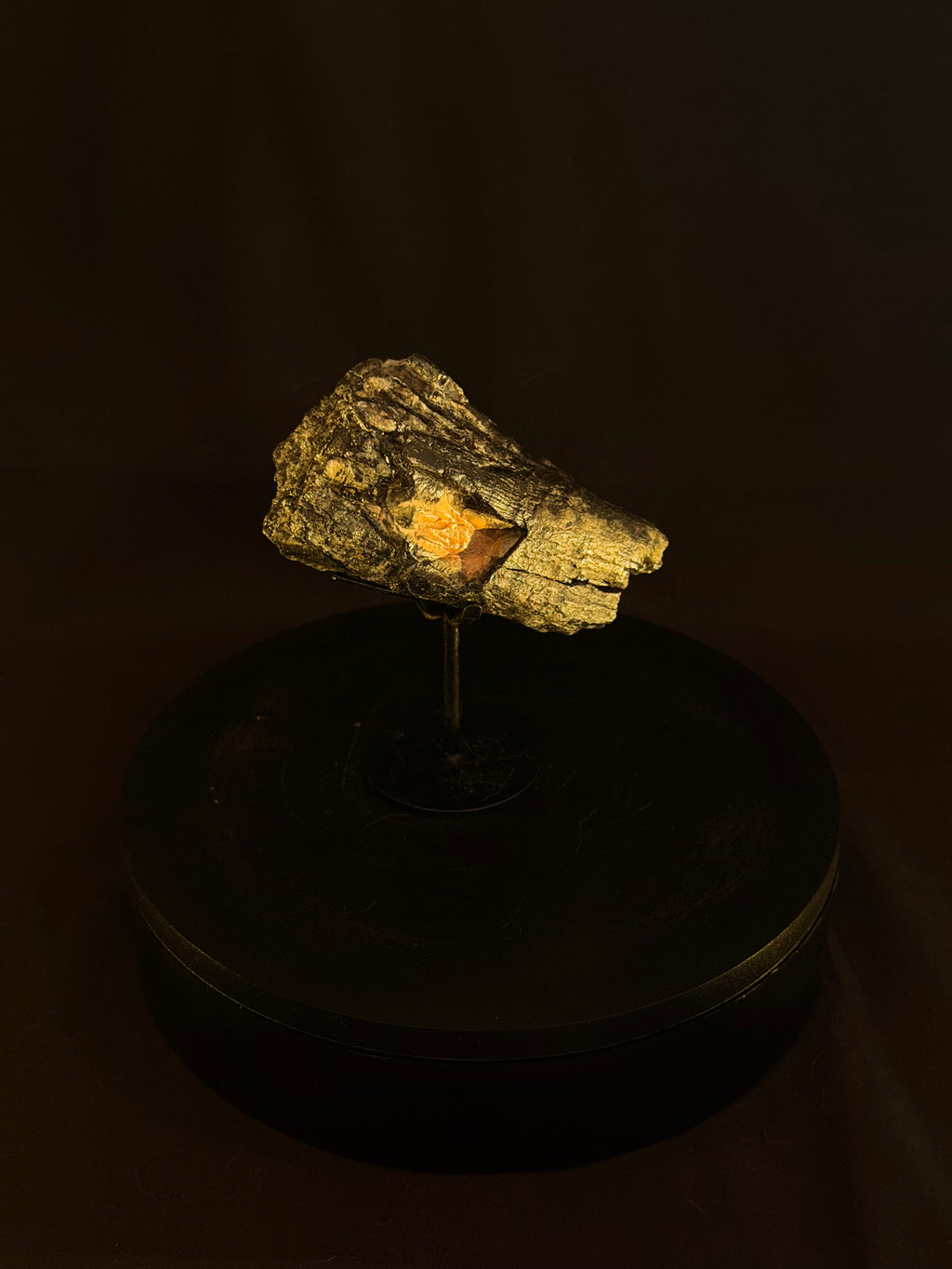 Columbian Mammoth Tooth