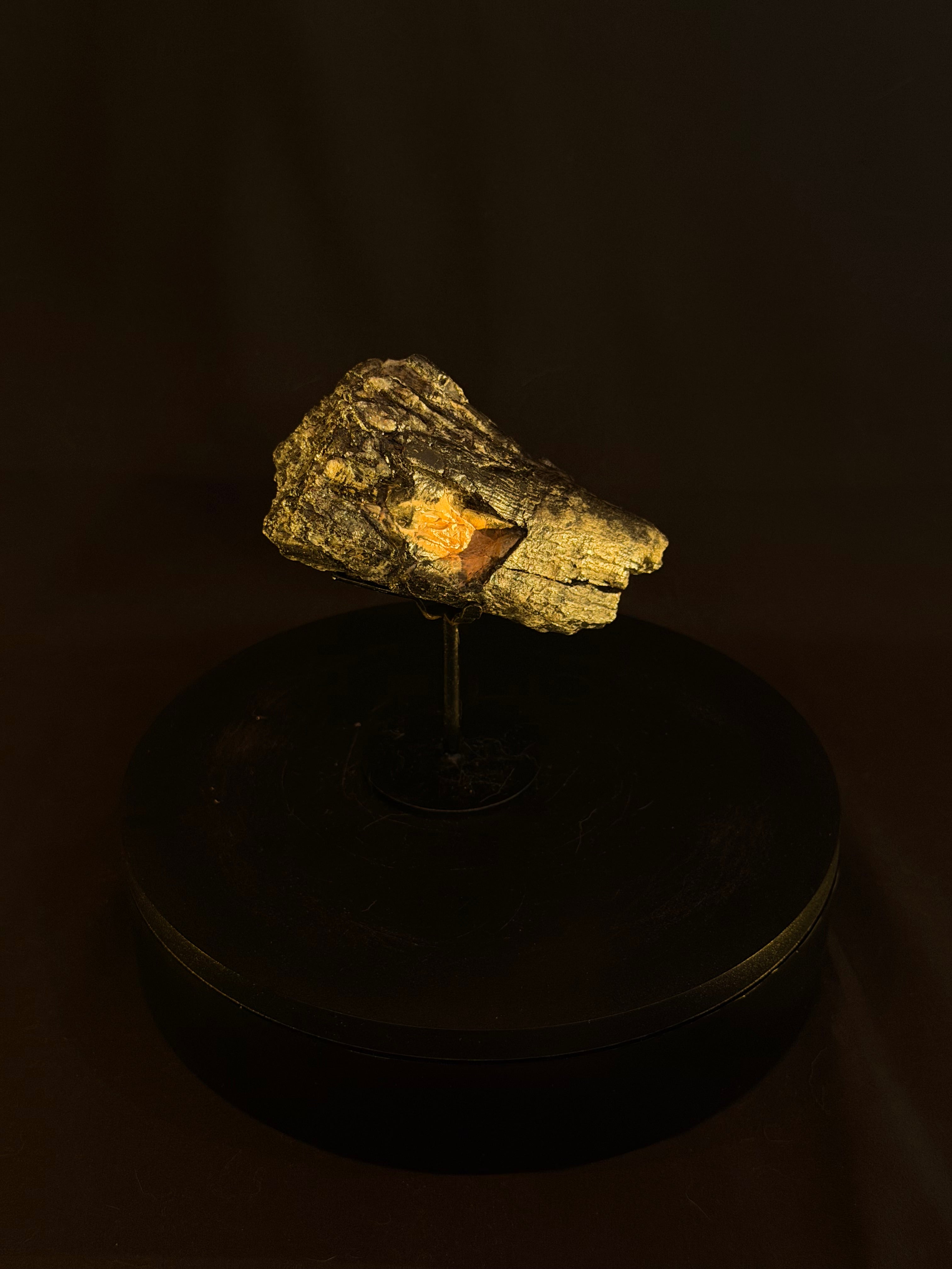 Columbian Mammoth Tooth