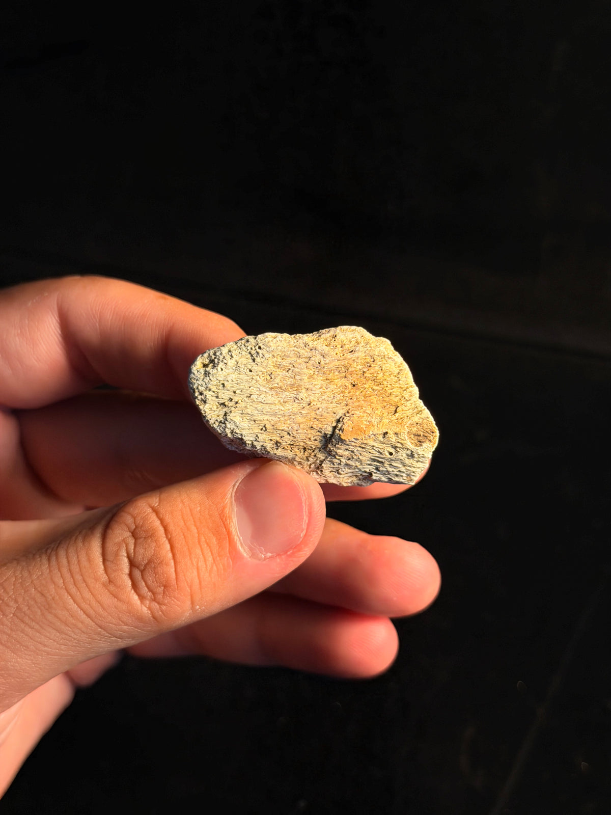 Hadrosaur (Edmontosaurus) Jaw – 1.63" – Hell Creek Formation, Montana