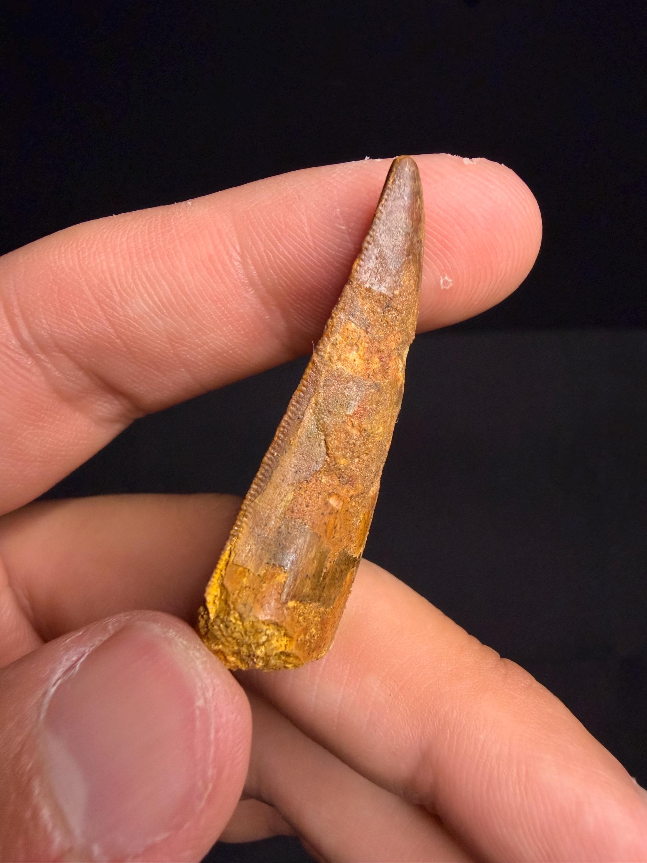 Carcharodontosaurus Dinosaur Tooth - 1.75 inches