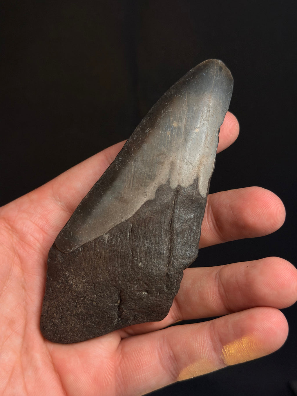 Megalodon Tooth Fragment – 4.75” – Georgia rivers