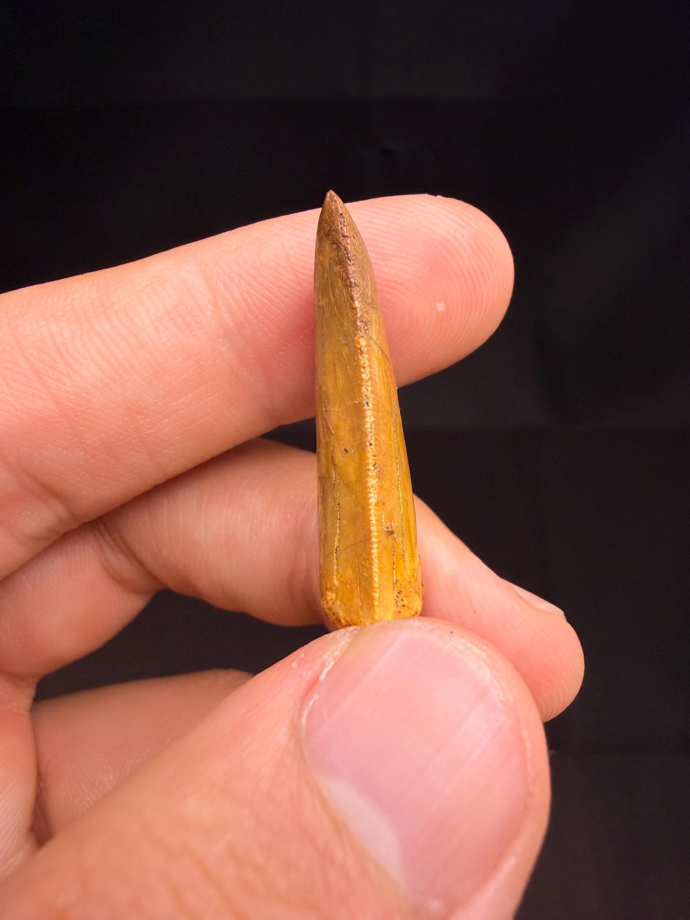 Carcharodontosaurus Dinosaur Tooth - 1.25 inches