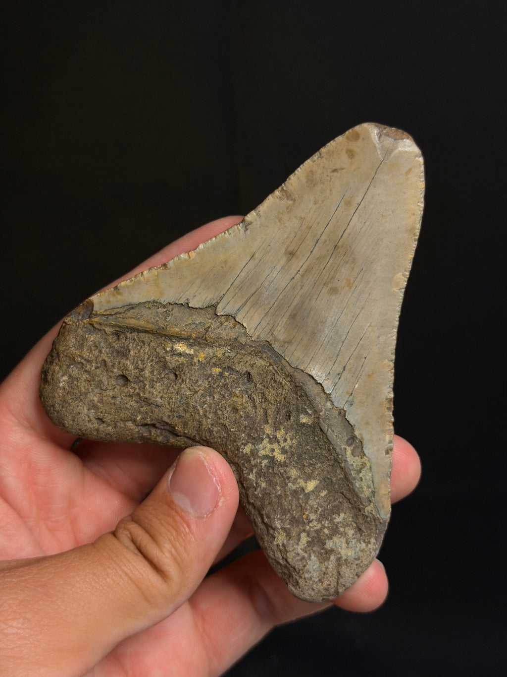 Megalodon Tooth - 4.22" - Ledge, North Carolina