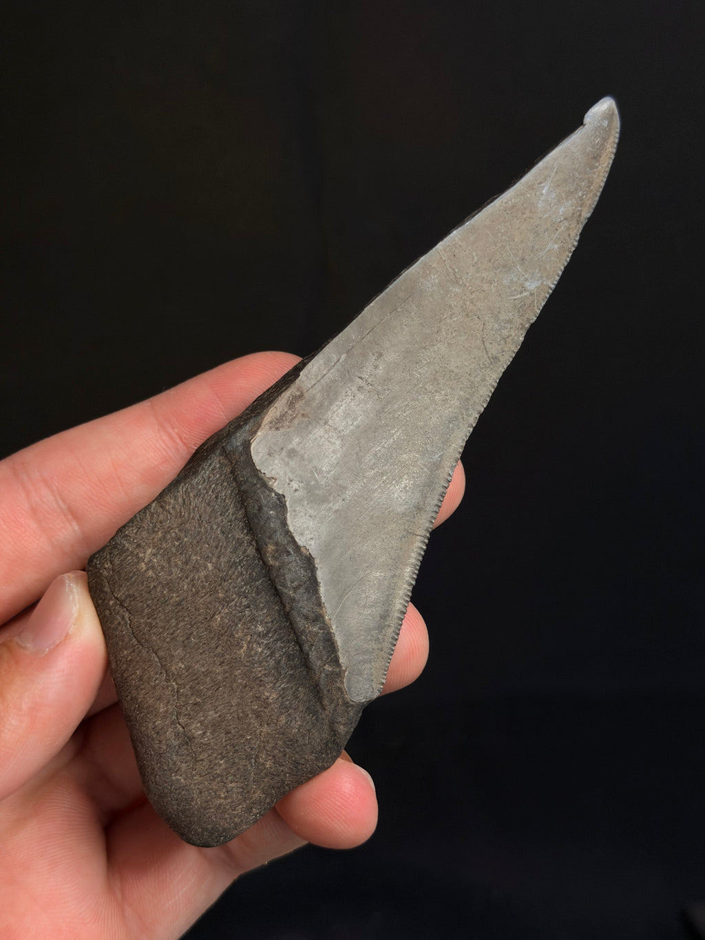Megalodon Tooth Fragment – 4.93” – Georgia rivers
