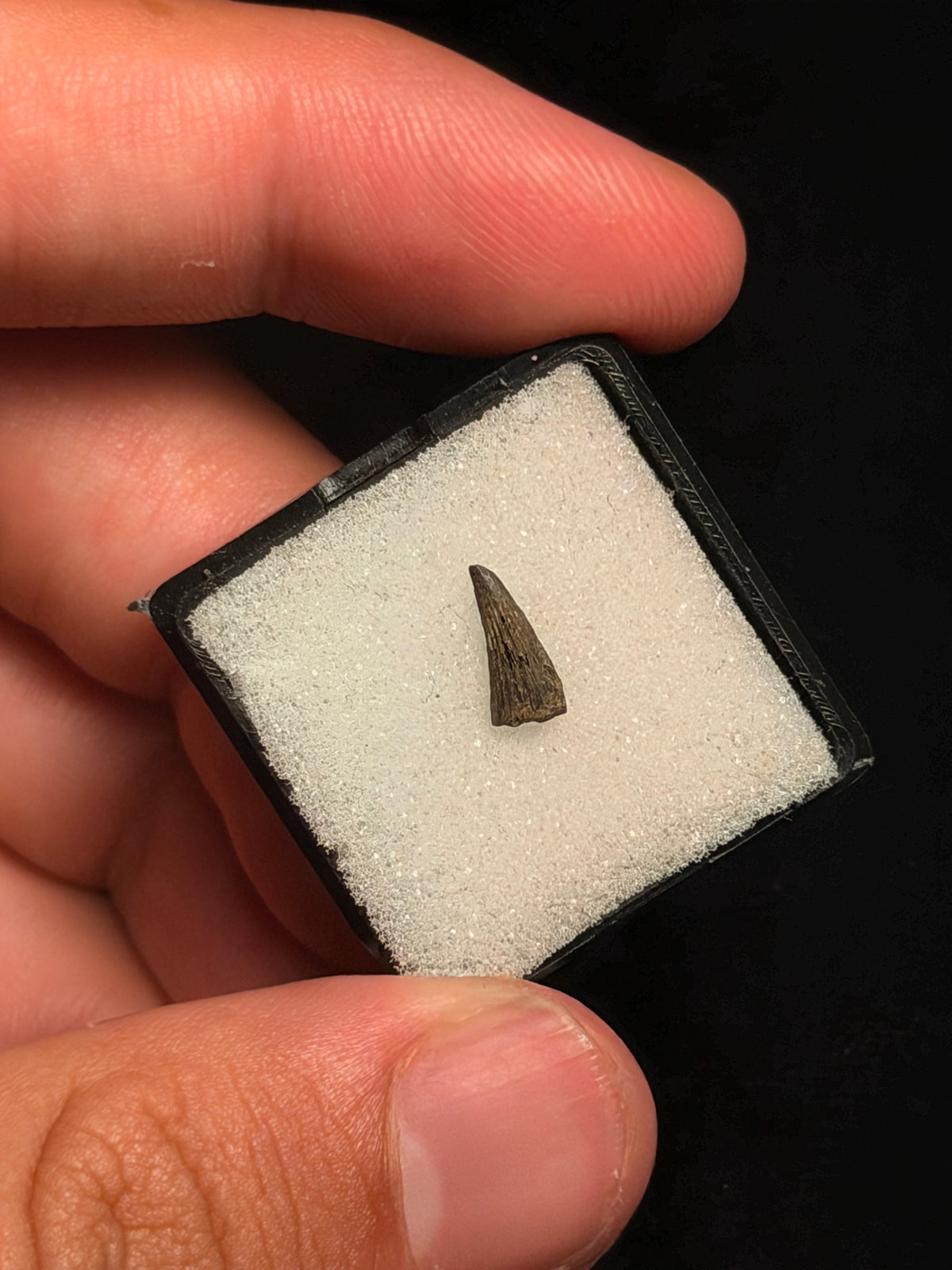 Paronychodon Tooth – 0.35" – Hell Creek Formation, Montana