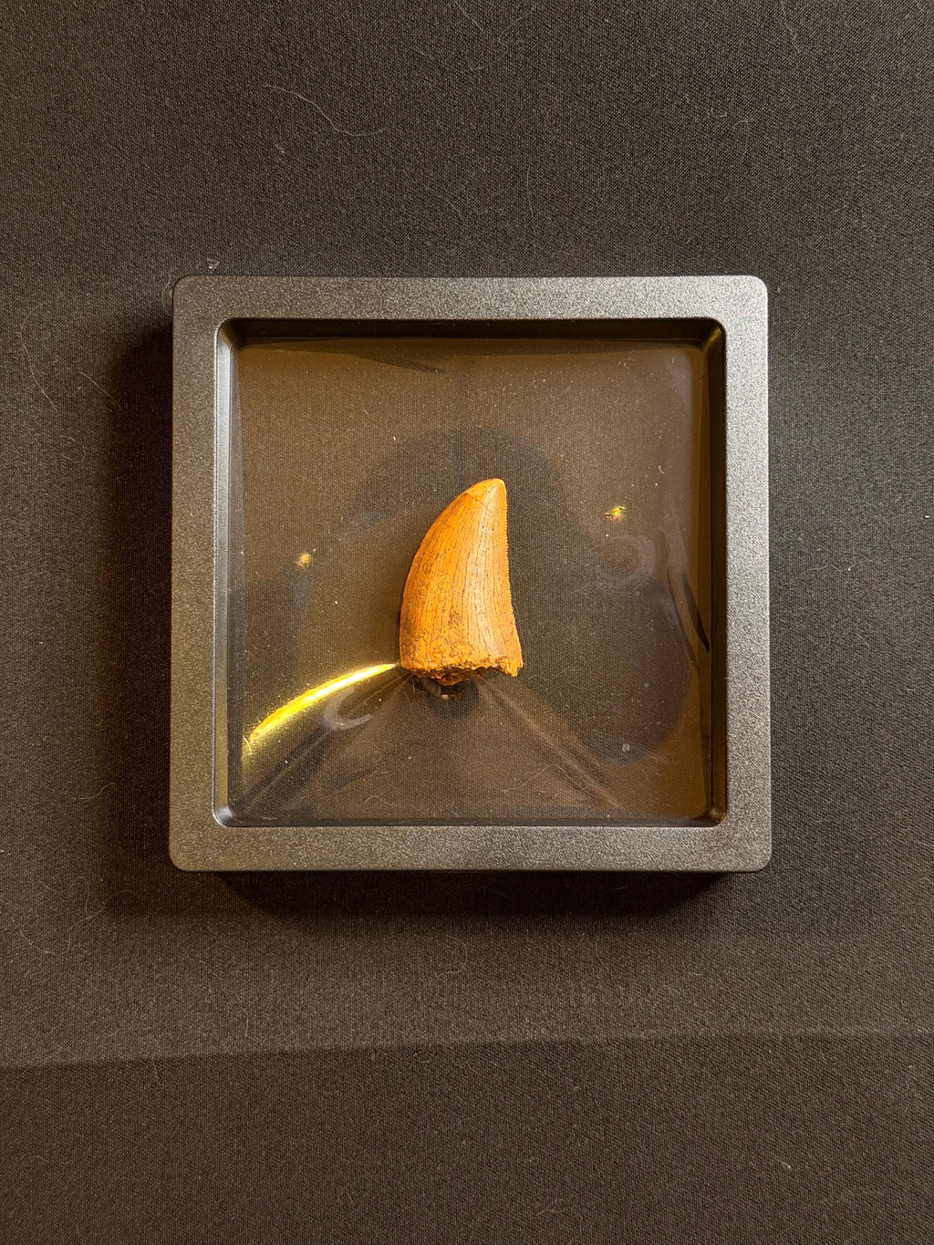 Carcharodontosaurus Dinosaur Tooth - 1.25 inches