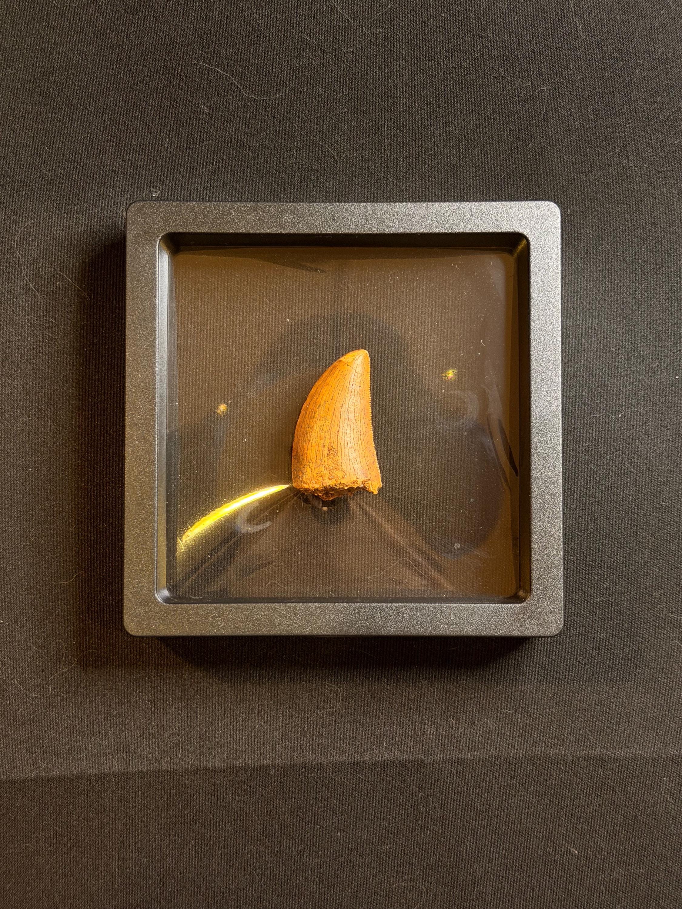 Carcharodontosaurus Dinosaur Tooth - 1.25 inches