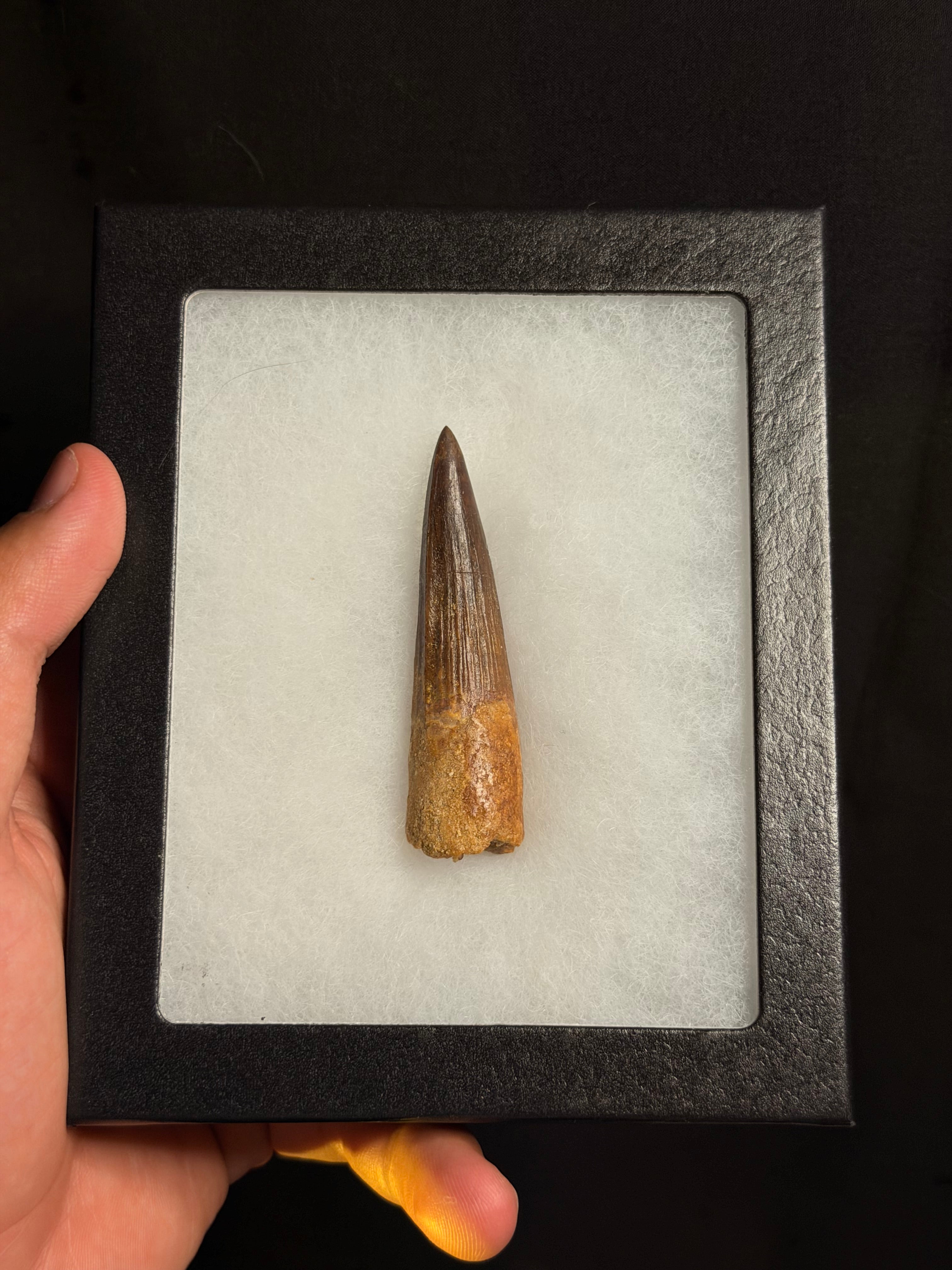Spinosaurus Tooth – 2.67" – Kem Kem Beds, Morocco